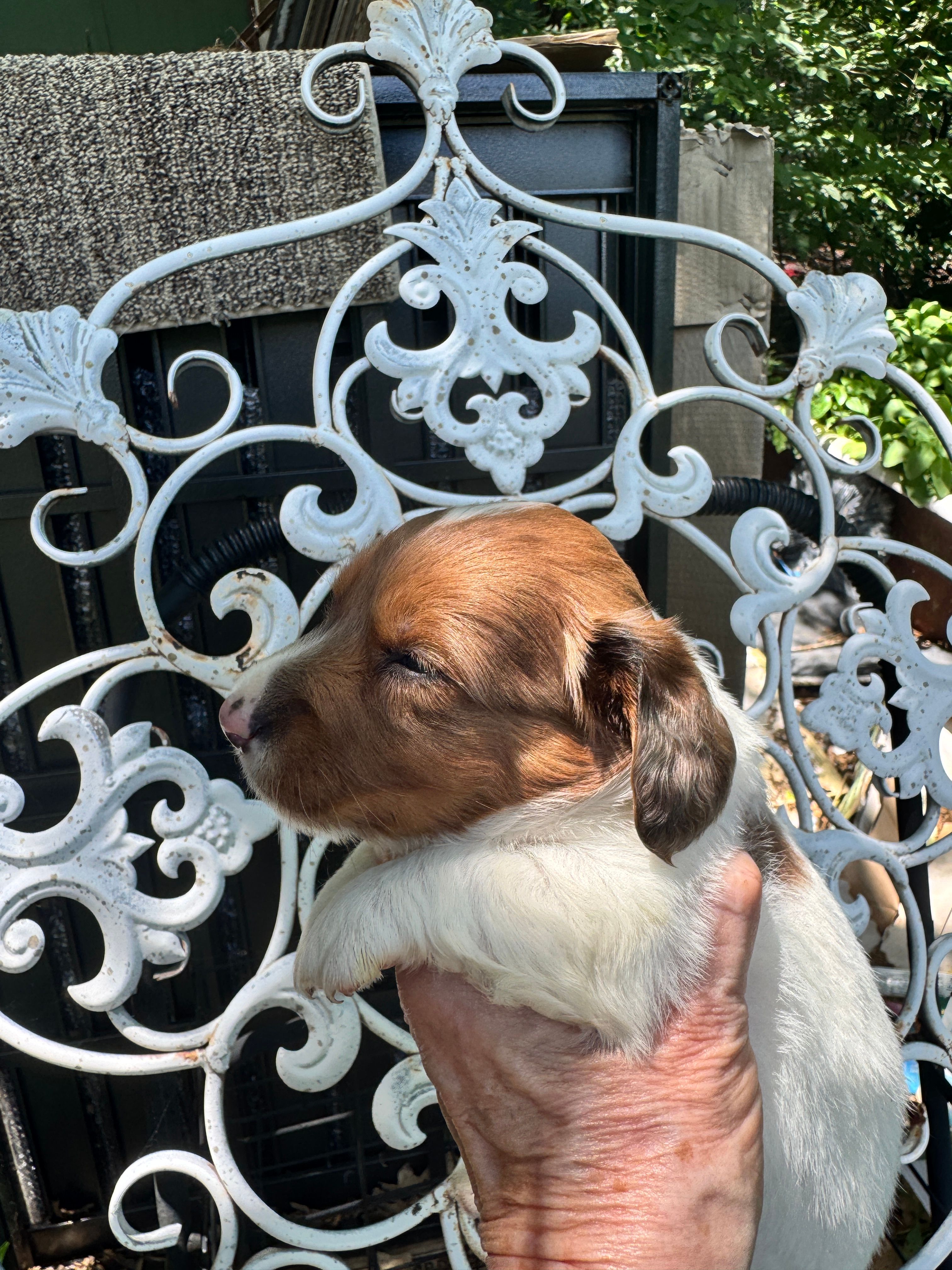 Waylon, a male Miniature Dachshund for sale in Sherman, TX – 6 of 9