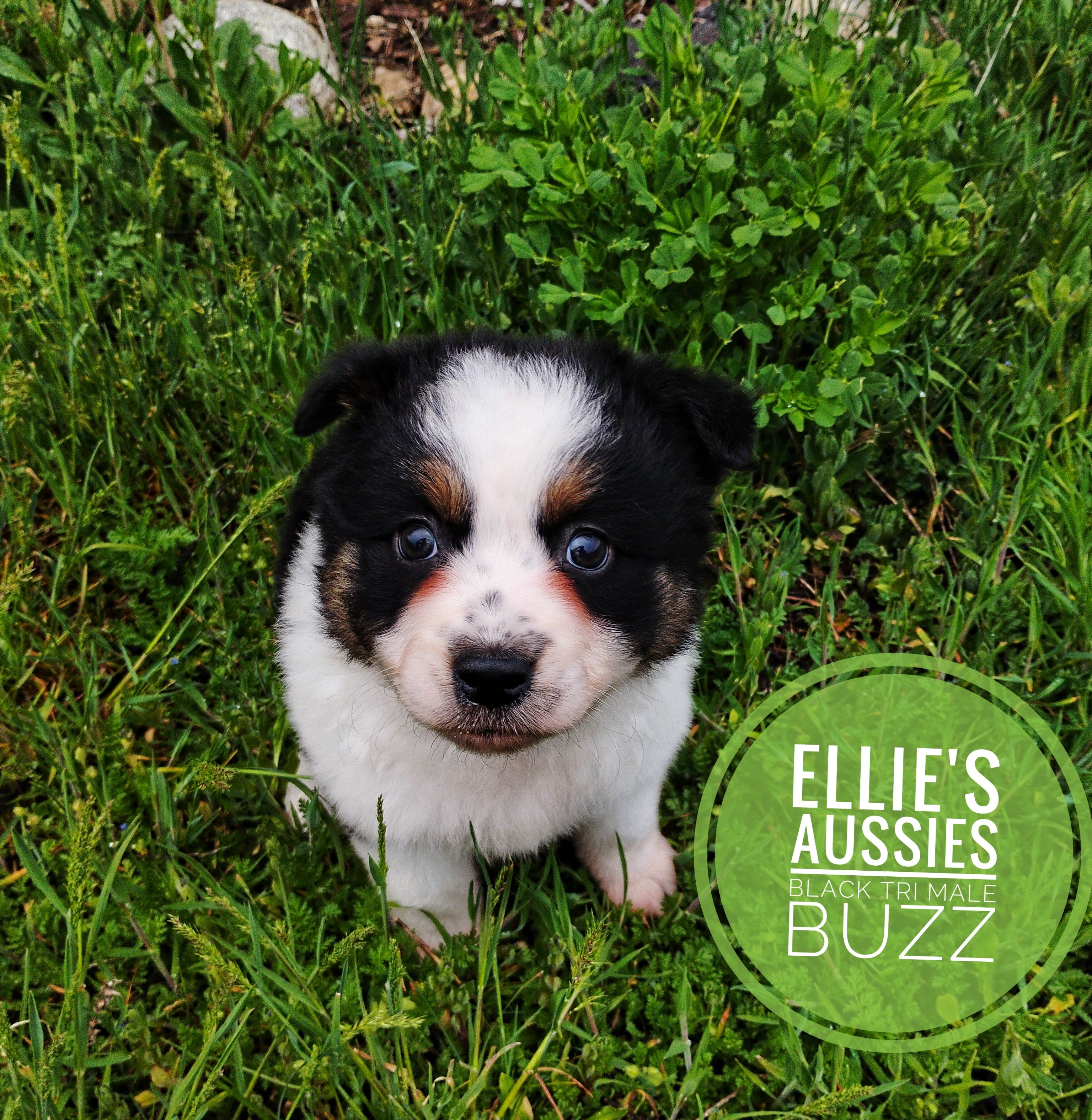 Buzz – Miniature Australian Shepherd puppy for sale in Kettle Falls, WA