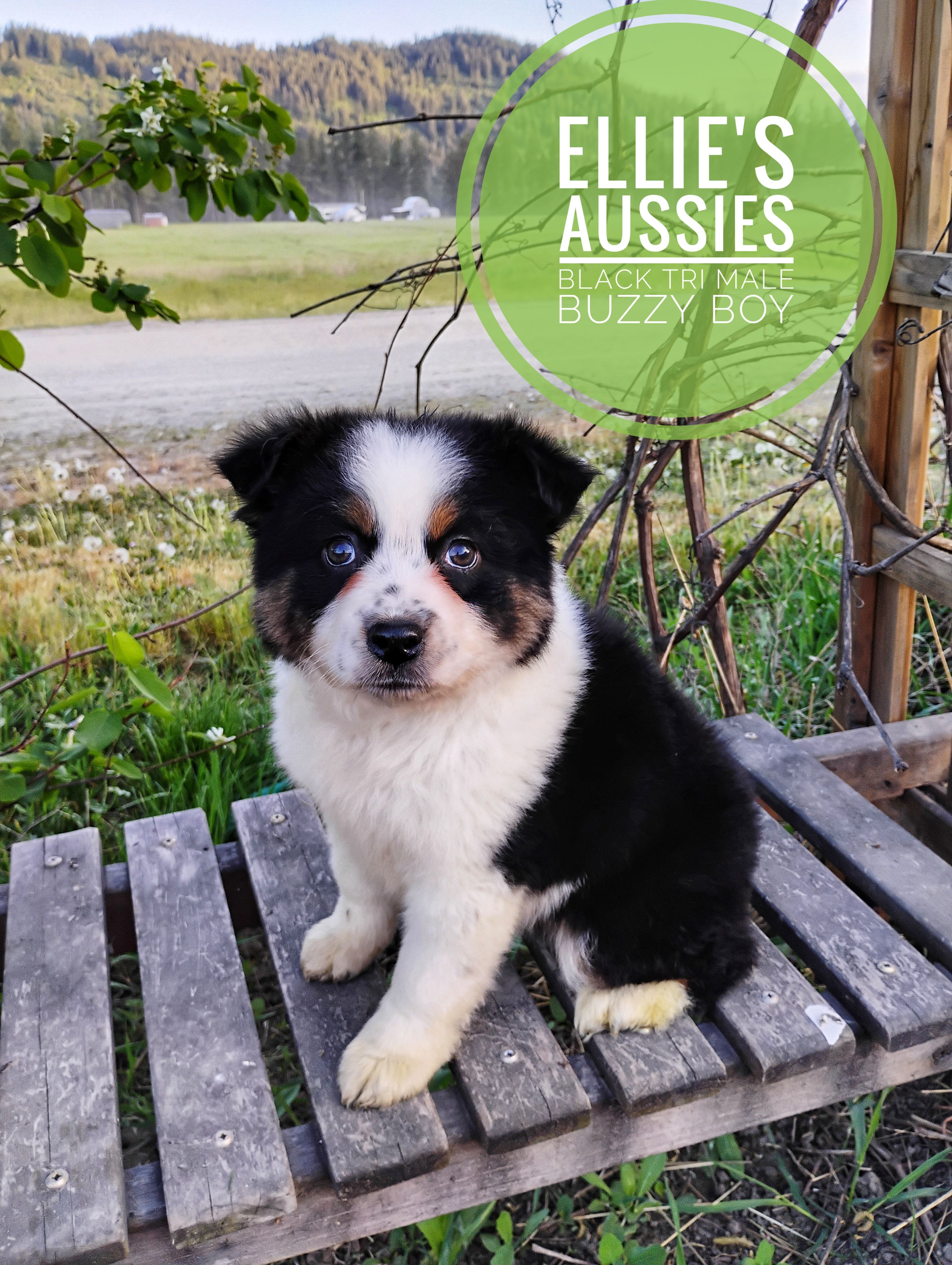 Buzz – Miniature Australian Shepherd puppy for sale in Kettle Falls, WA