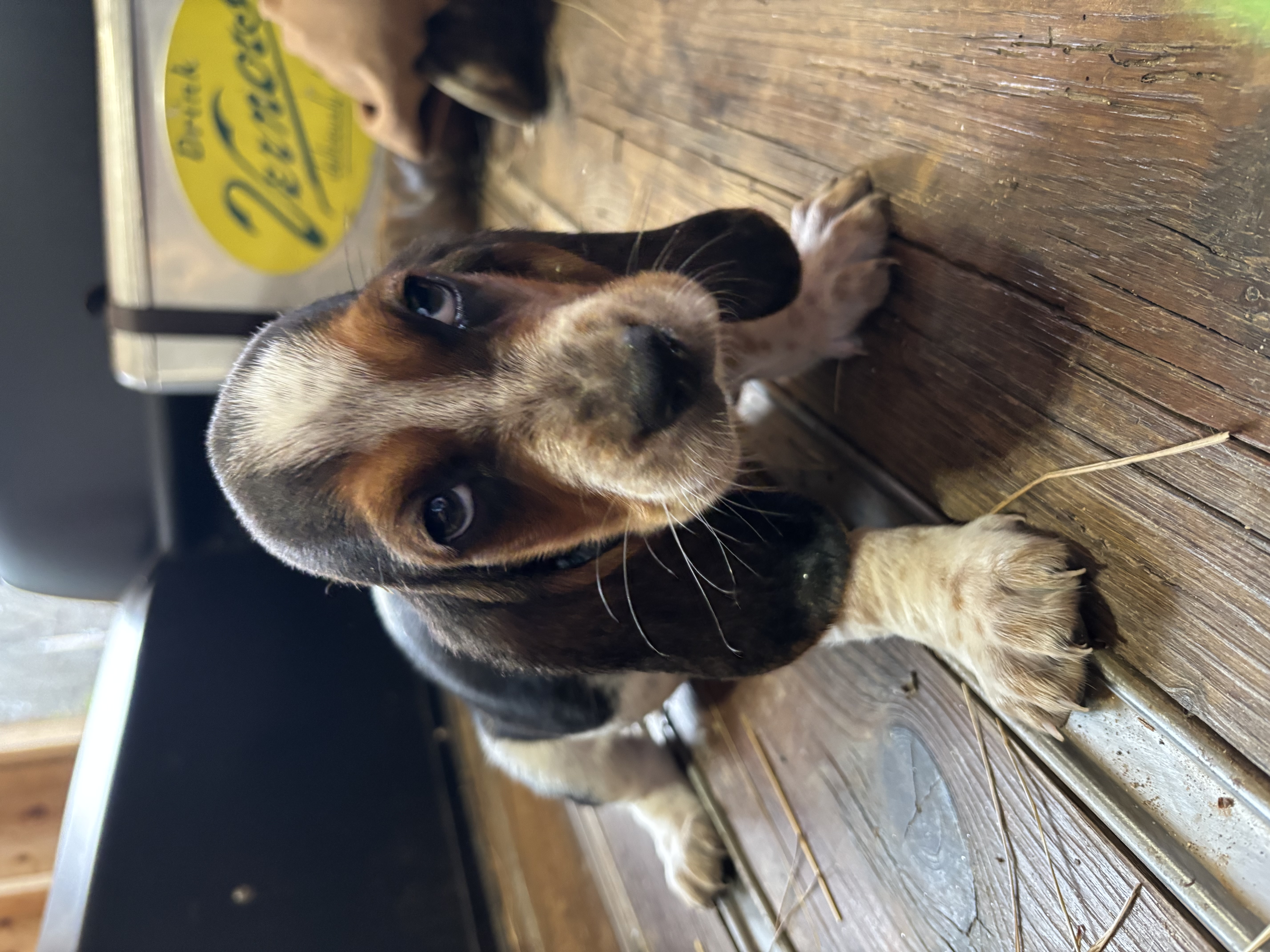 Lilly – Basset Hound puppy for sale in Asheville, NC