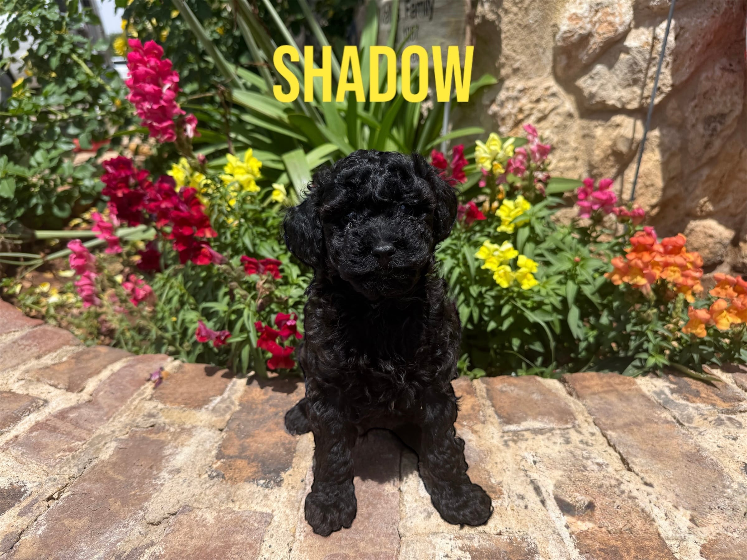 Shadow – Poodle - Toy  puppy for sale in Andrews, TX
