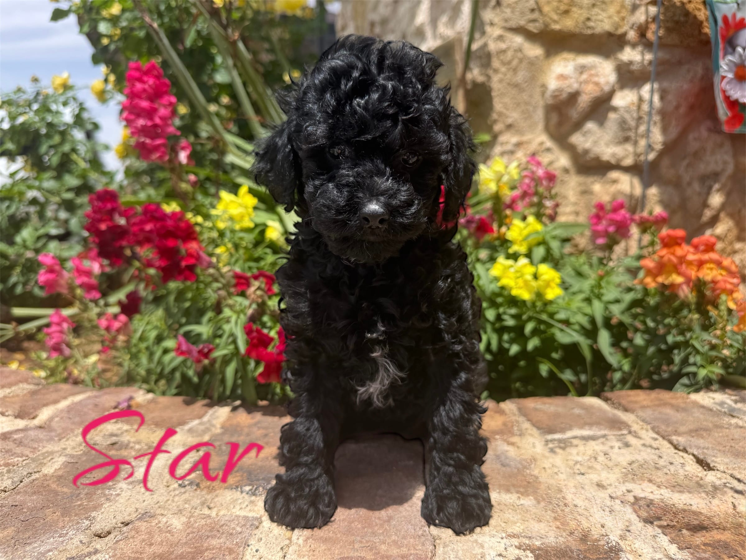 Star – Poodle - Toy  puppy for sale in Andrews, TX