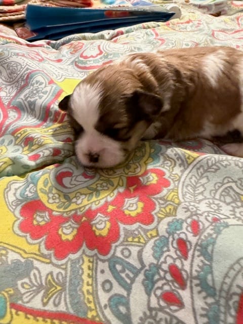 Mandy boy – Shichon puppy for sale in Stewart, MN