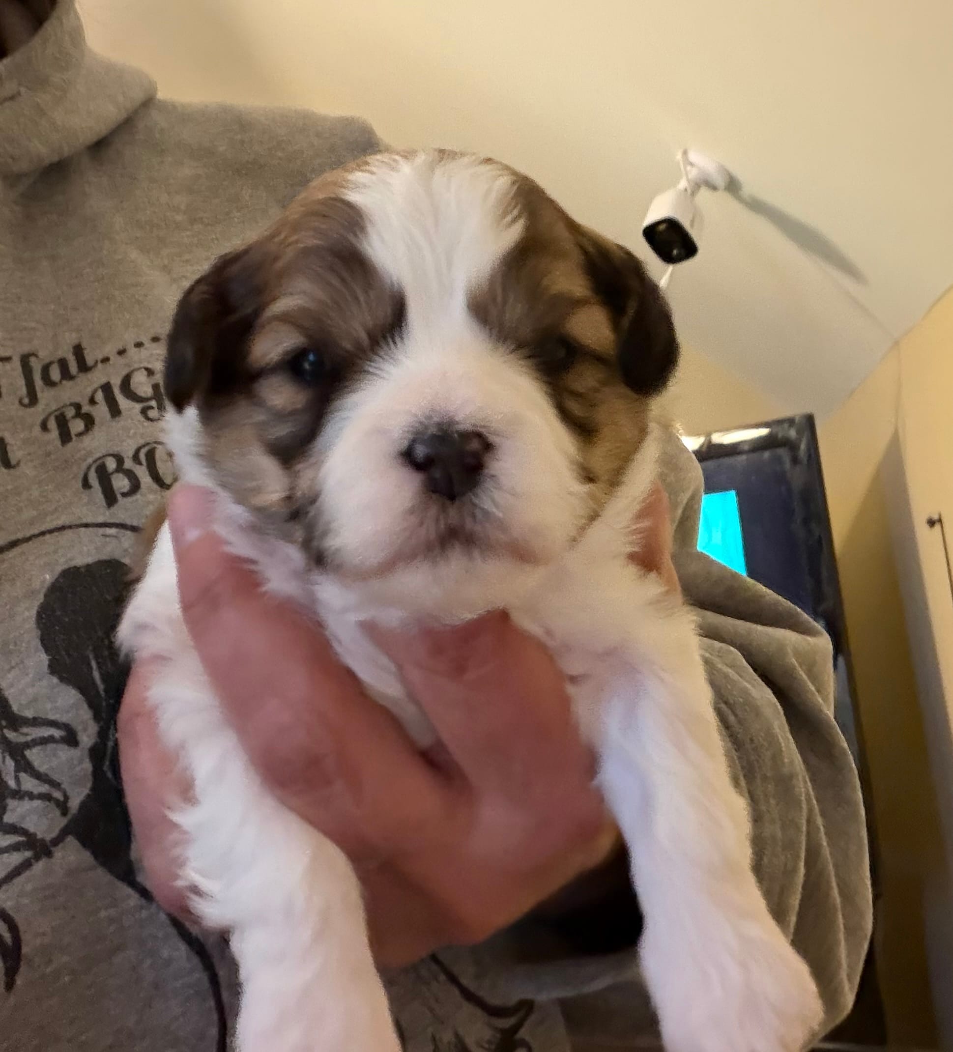 Mandy boy – Shichon puppy for sale in Stewart, MN