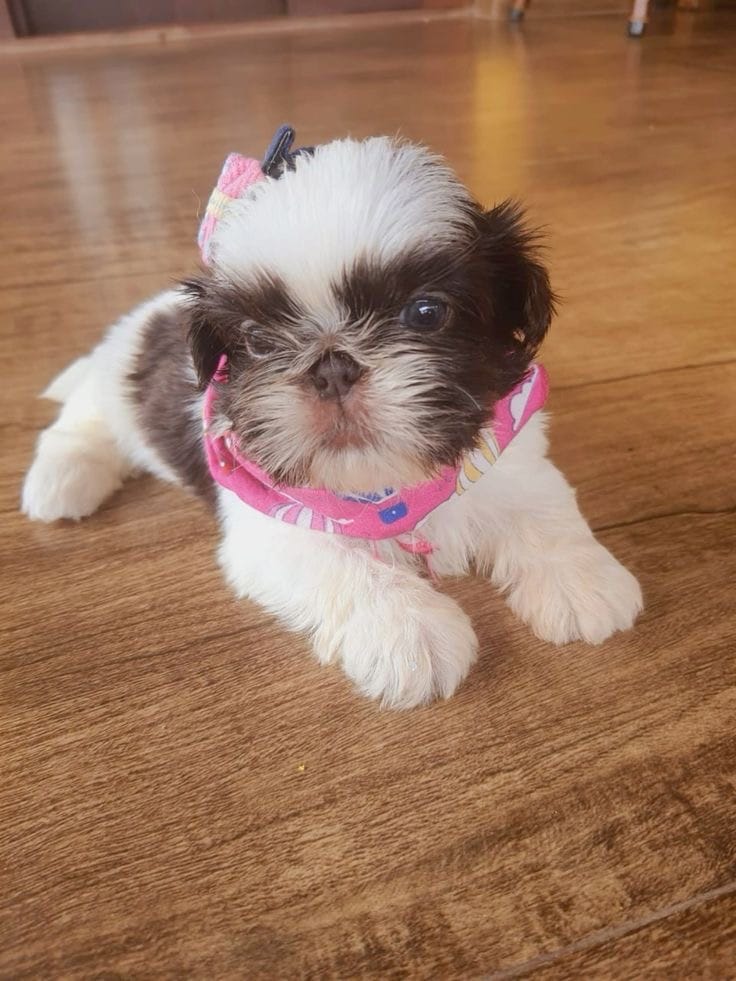 PollyPocket IMPERIAL 💕 – Shih Tzu puppy for sale in New Braunfels, TX