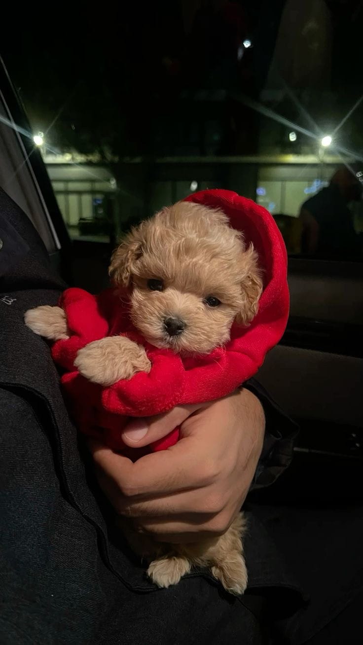 Nash – Maltipoo puppy for sale in New Braunfels, TX