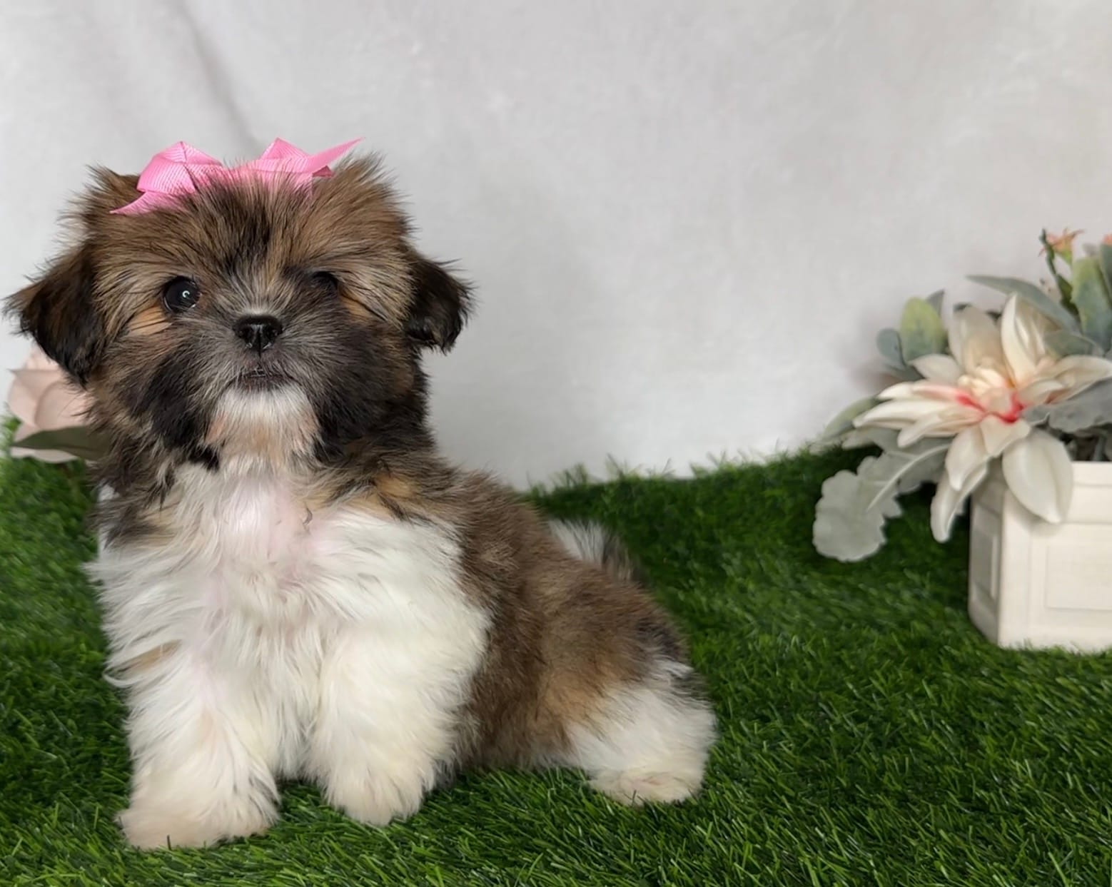 Lady – Shih Tzu puppy for sale in New Braunfels, TX
