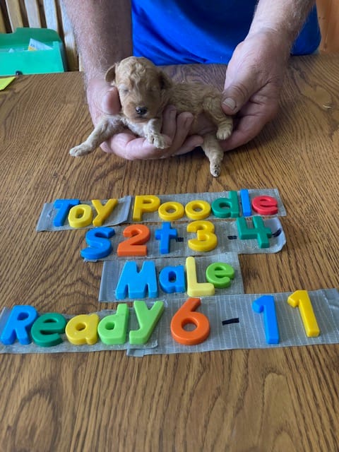 Tyler – Poodle - Toy  puppy for sale in Ansonia, OH