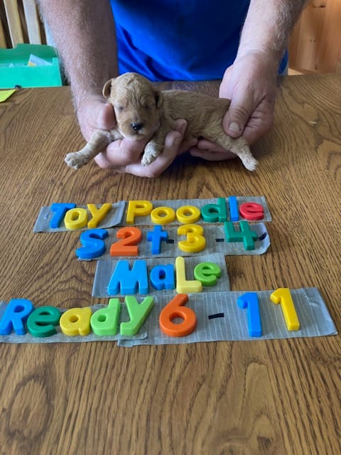 Jackson – Poodle - Toy  puppy for sale in Ansonia, OH