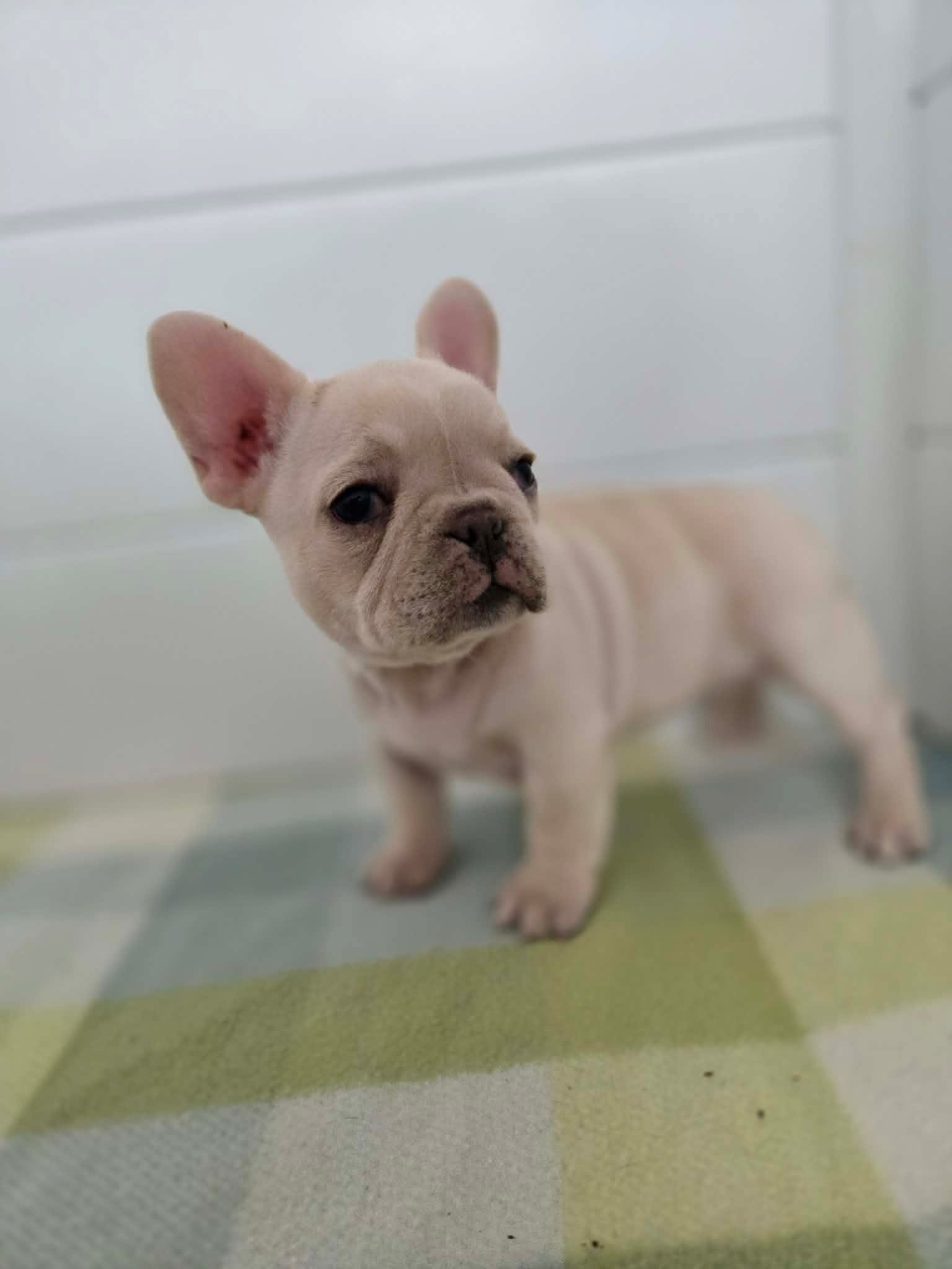 FEMALE #2 – French Bulldog puppy for sale in Allen, MI
