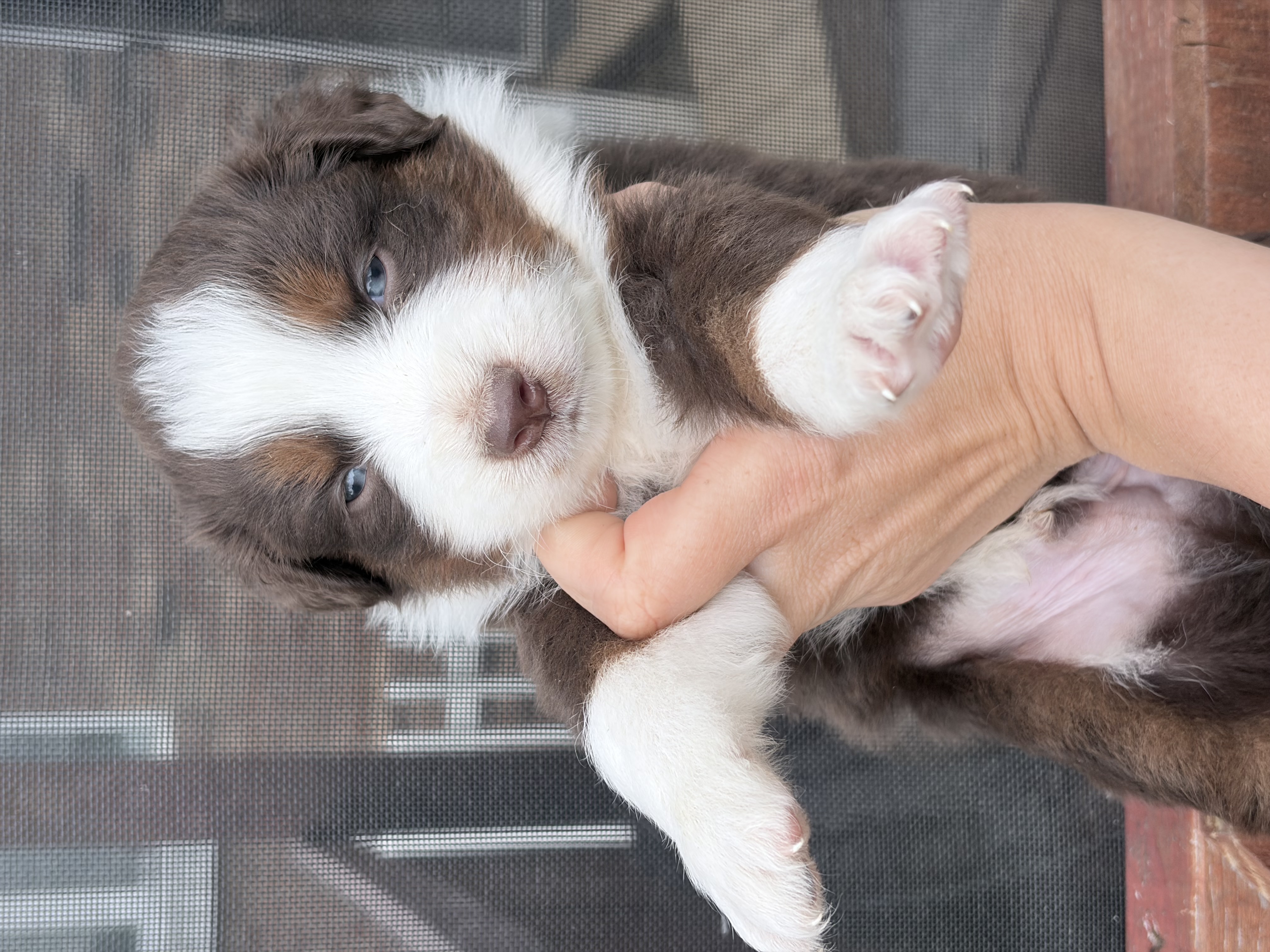 Puppy 12  – Australian Shepherd puppy for sale in Flemingsburg, KY