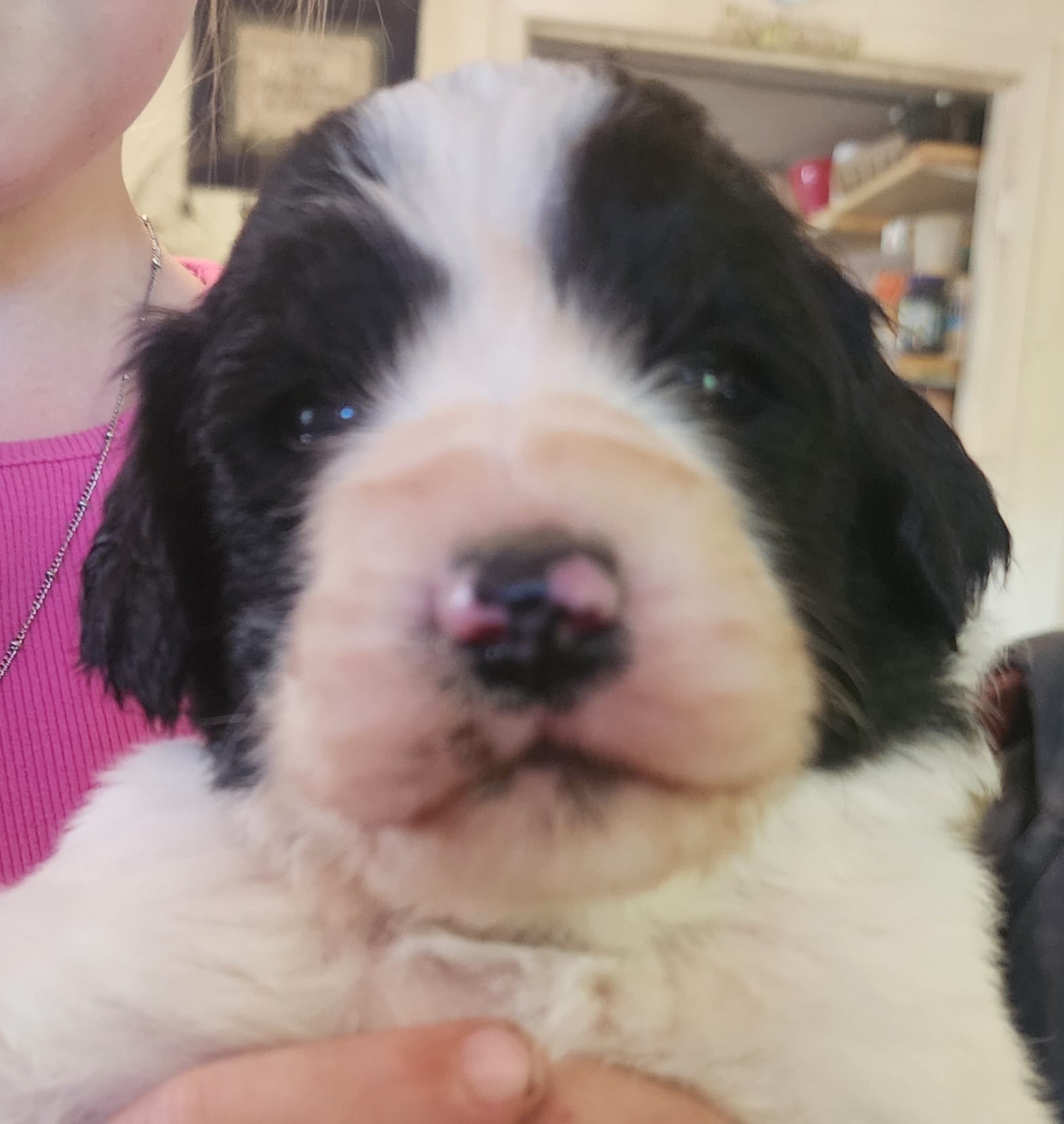 Liam – Pyredoodle puppy for sale in Pikeville, TN