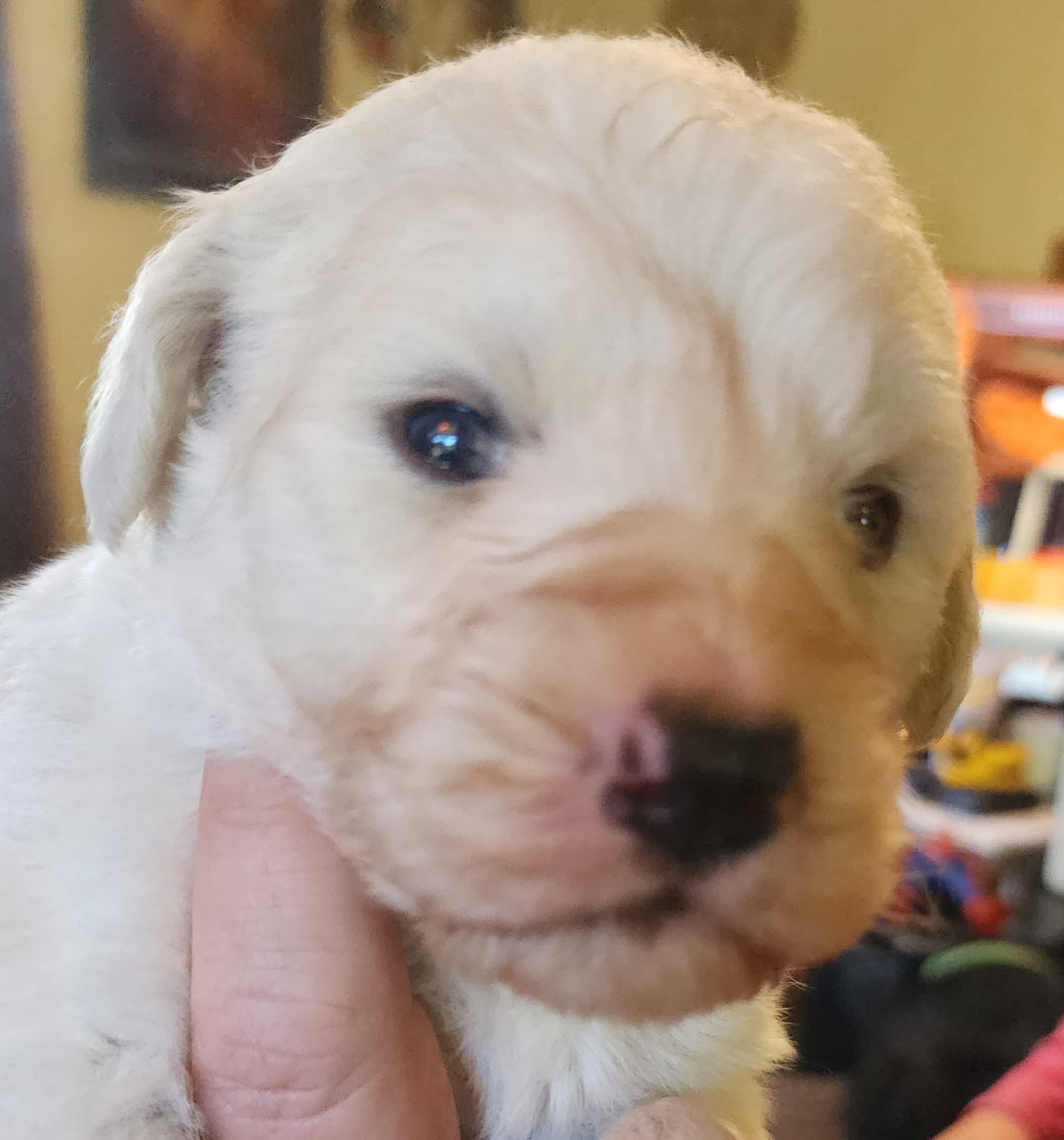 Koa – Pyredoodle puppy for sale in Pikeville, TN