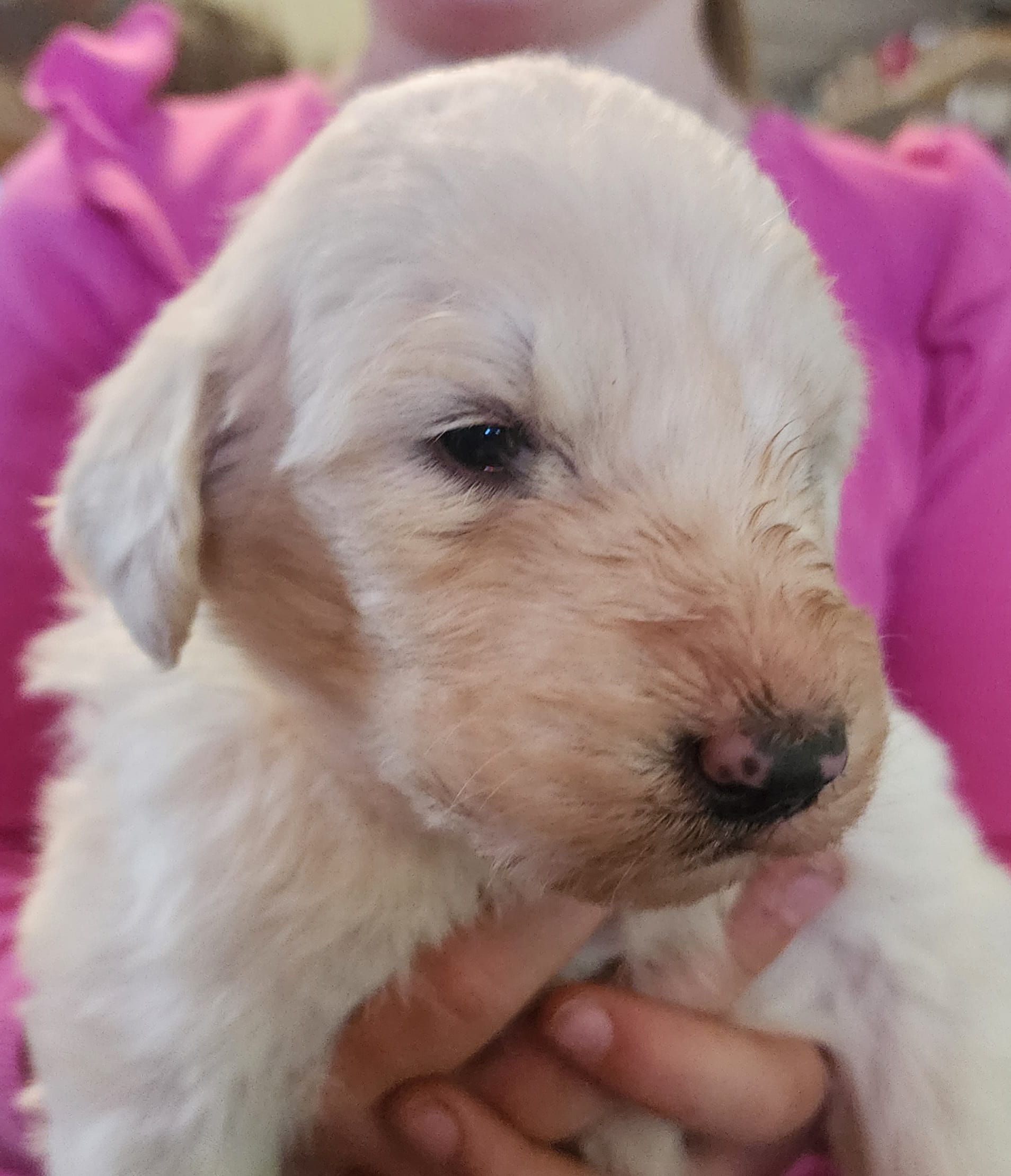 Wyatt  – Pyredoodle puppy for sale in Pikeville, TN