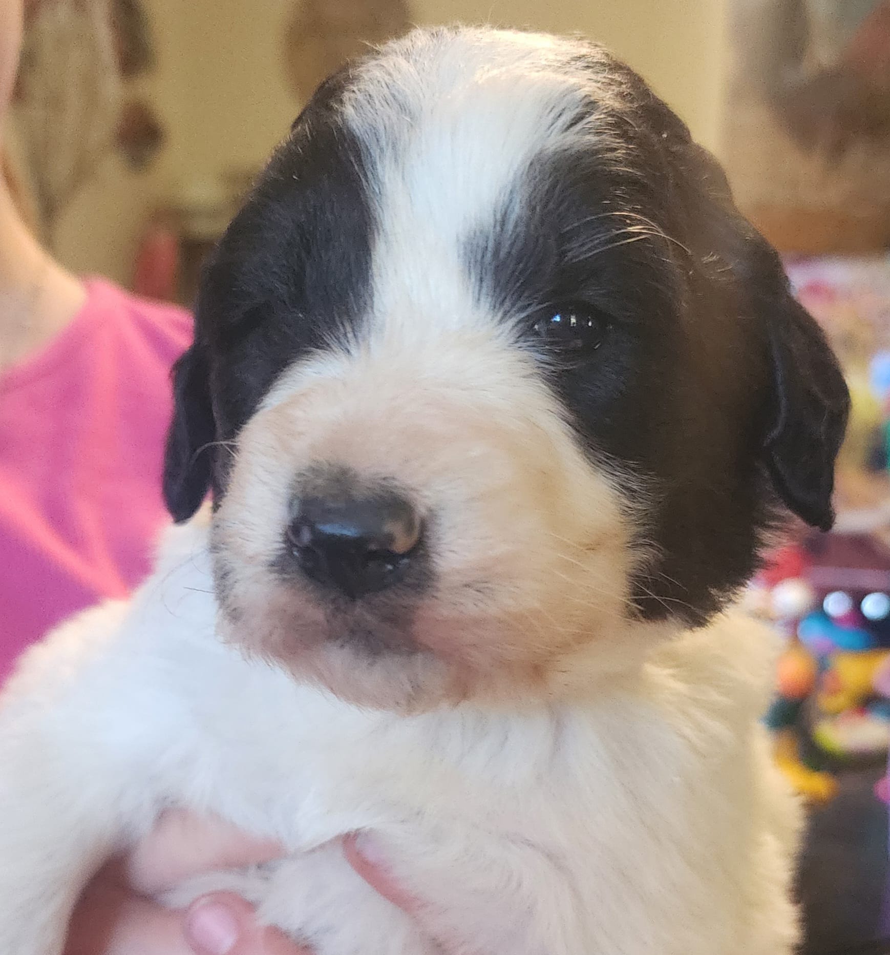 Athena  – Pyredoodle puppy for sale in Pikeville, TN