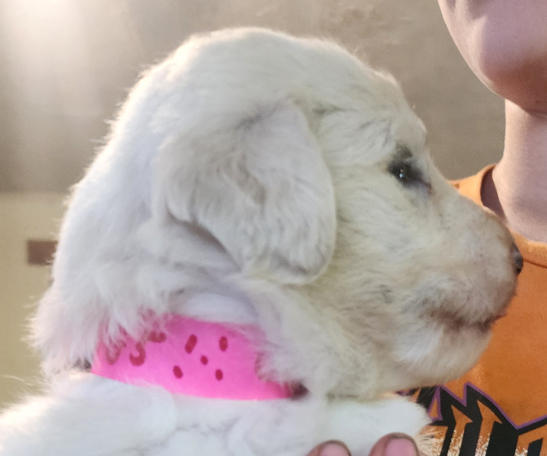 Valkyrie  – Pyredoodle puppy for sale in Pikeville, TN