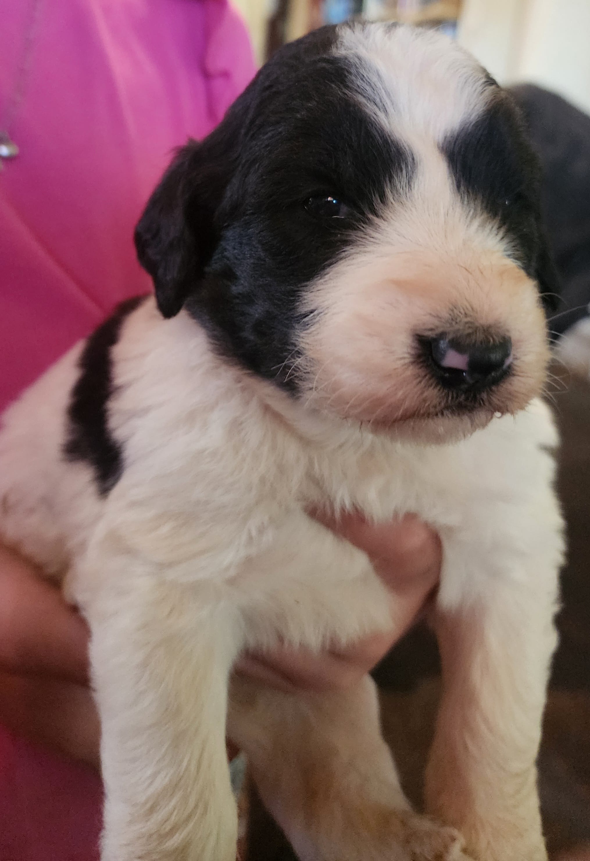 Adira – Pyredoodle puppy for sale in Pikeville, TN