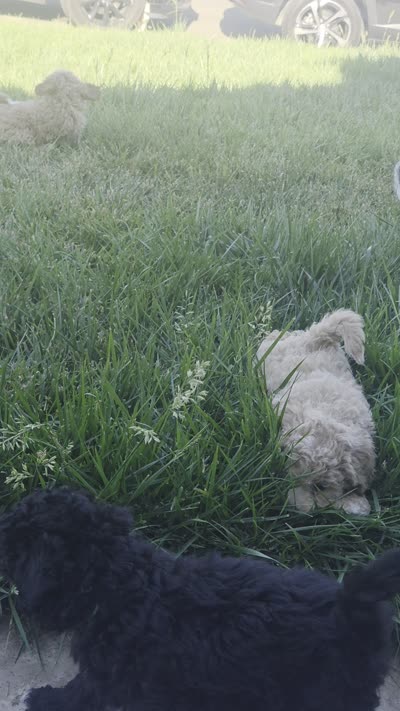 Green, a male Cockapoo and Poodle - Miniature  for sale in Newman, CA – 9 of 9