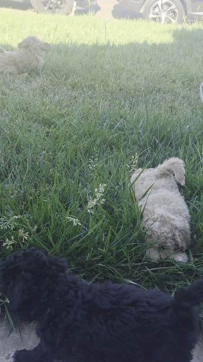 Blue, a male Cockapoo and Poodle - Miniature  for sale in Newman, CA – 8 of 8
