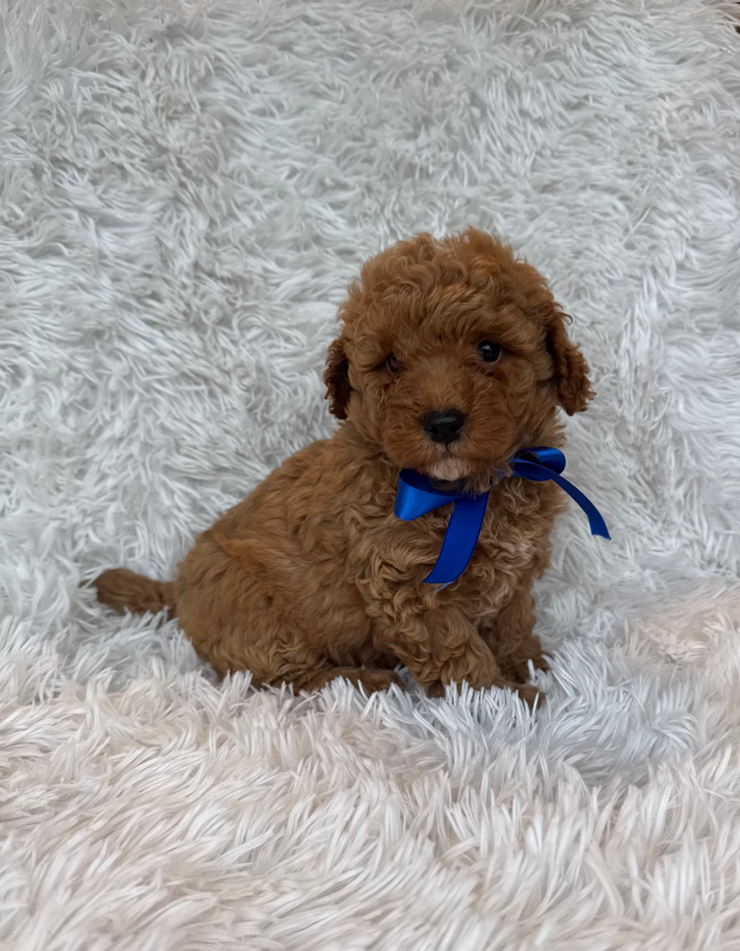 Charlie – Poodle - Toy  puppy for sale in Jeffersonville, IN