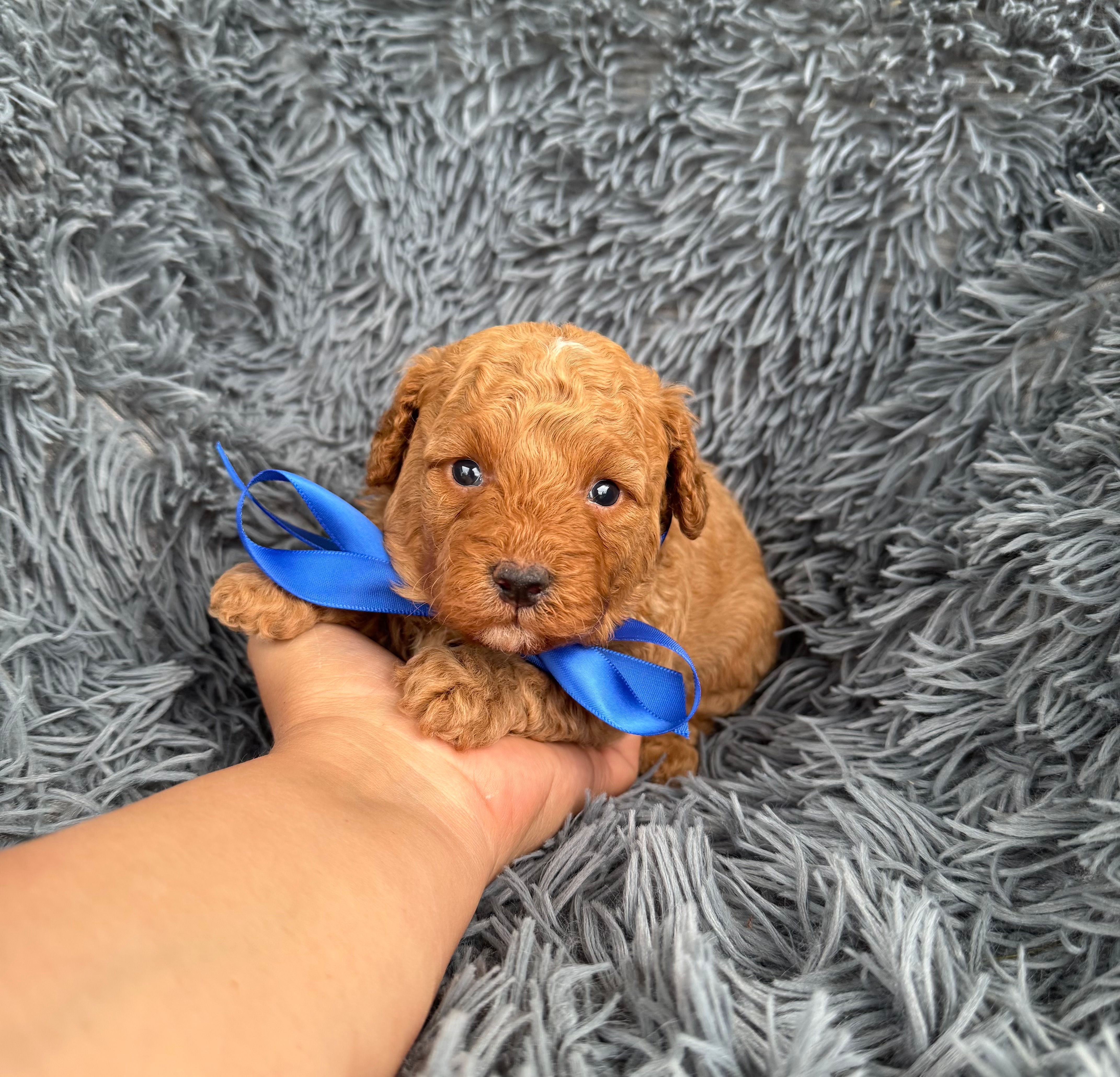 Charlie – Poodle - Toy  puppy for sale in Jeffersonville, IN