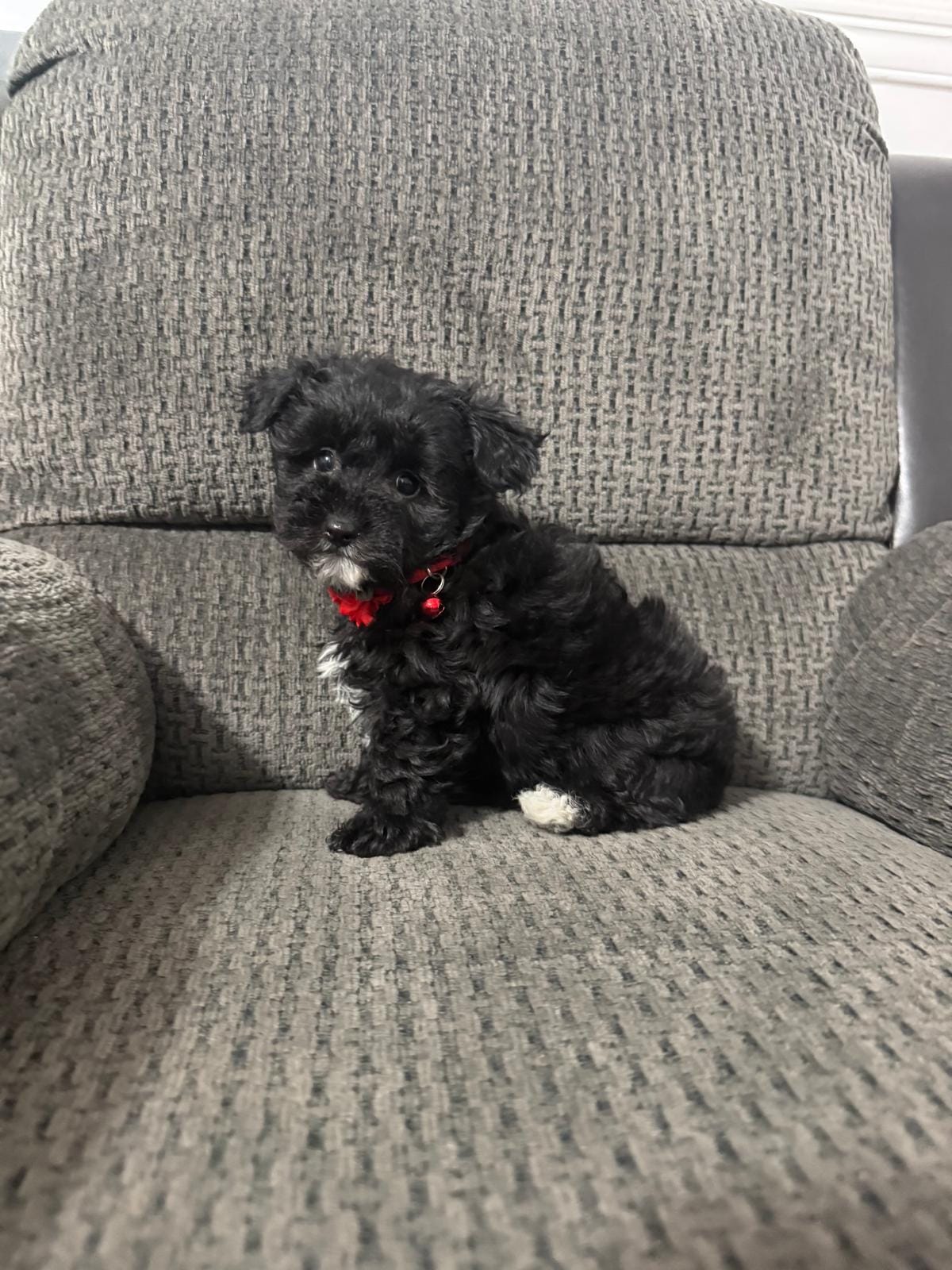 Bear – Yorkipoo puppy for sale in Jeffersonville, IN