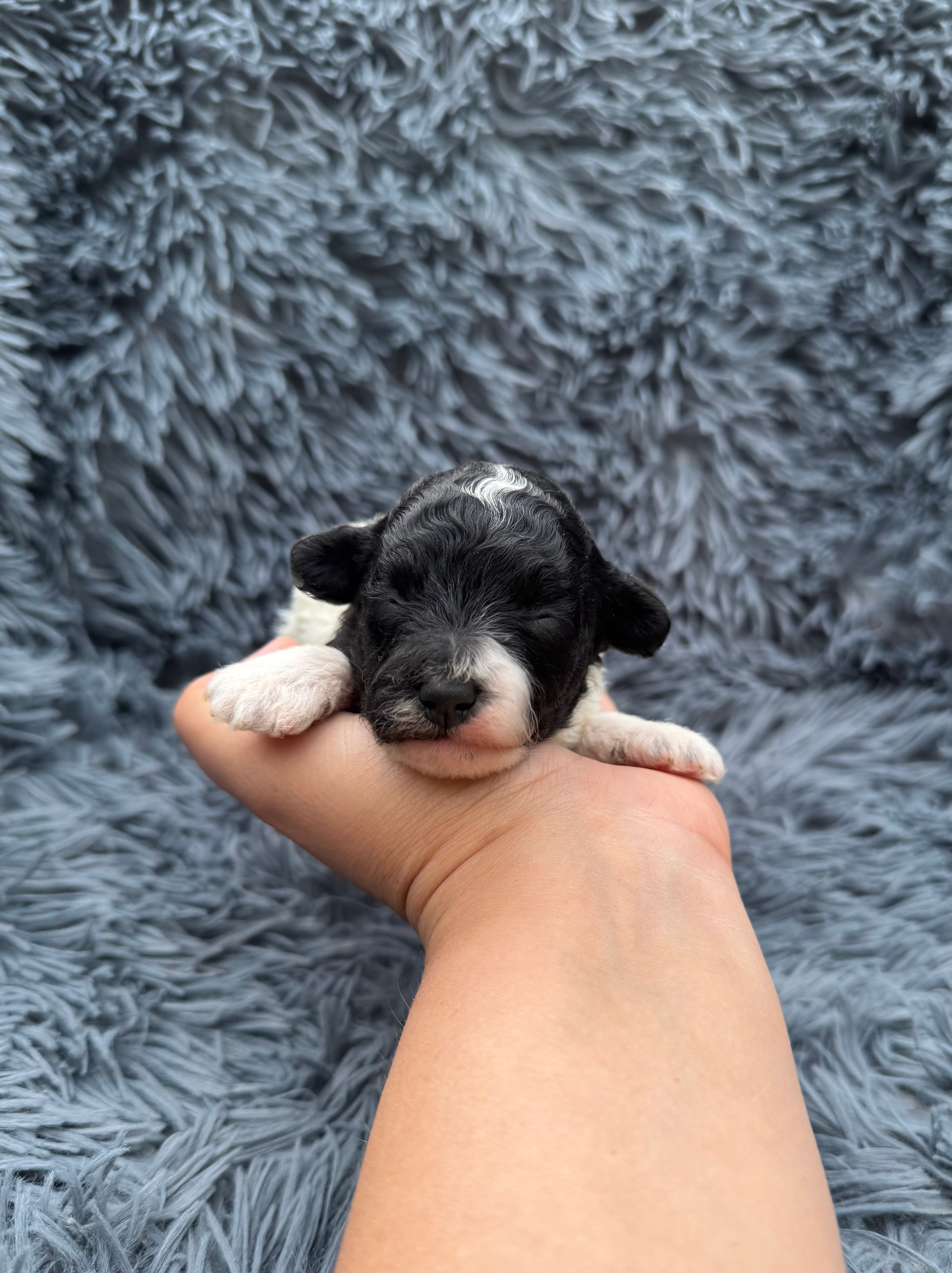 Lilah – Poodle - Toy  puppy for sale in Jeffersonville, IN