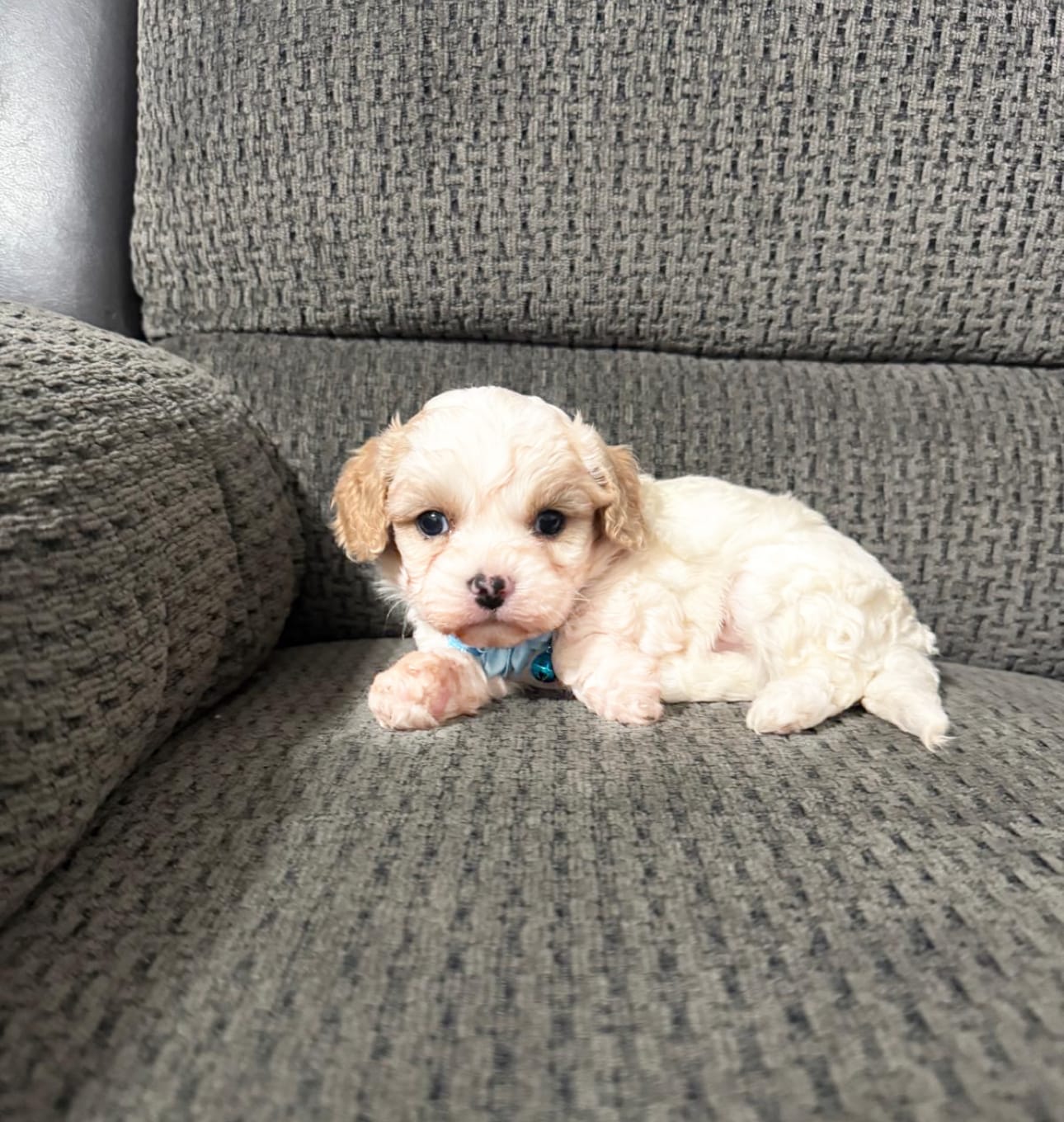 Teddy Bear  – Cavapoo puppy for sale in Jeffersonville, IN