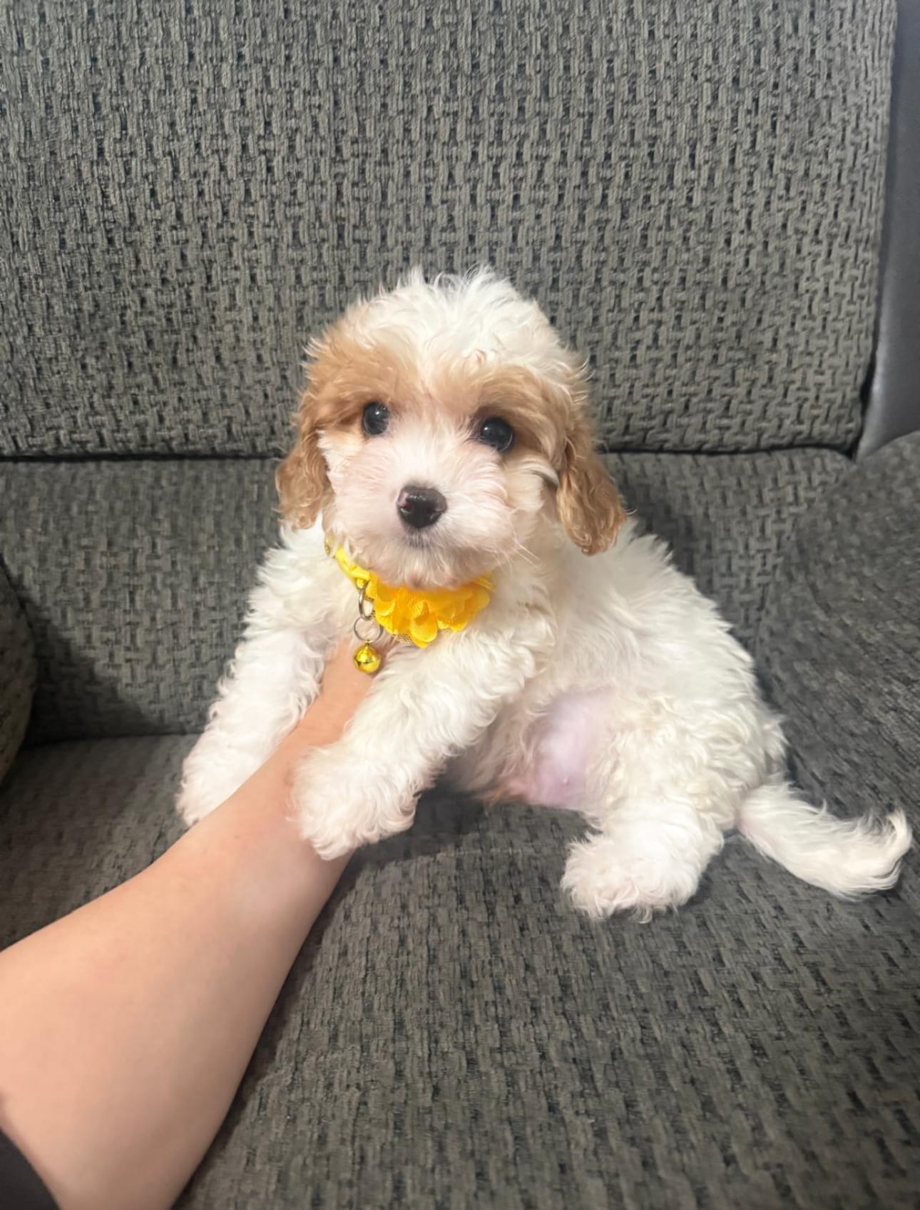 Maverick  – Cavapoo puppy for sale in Jeffersonville, IN
