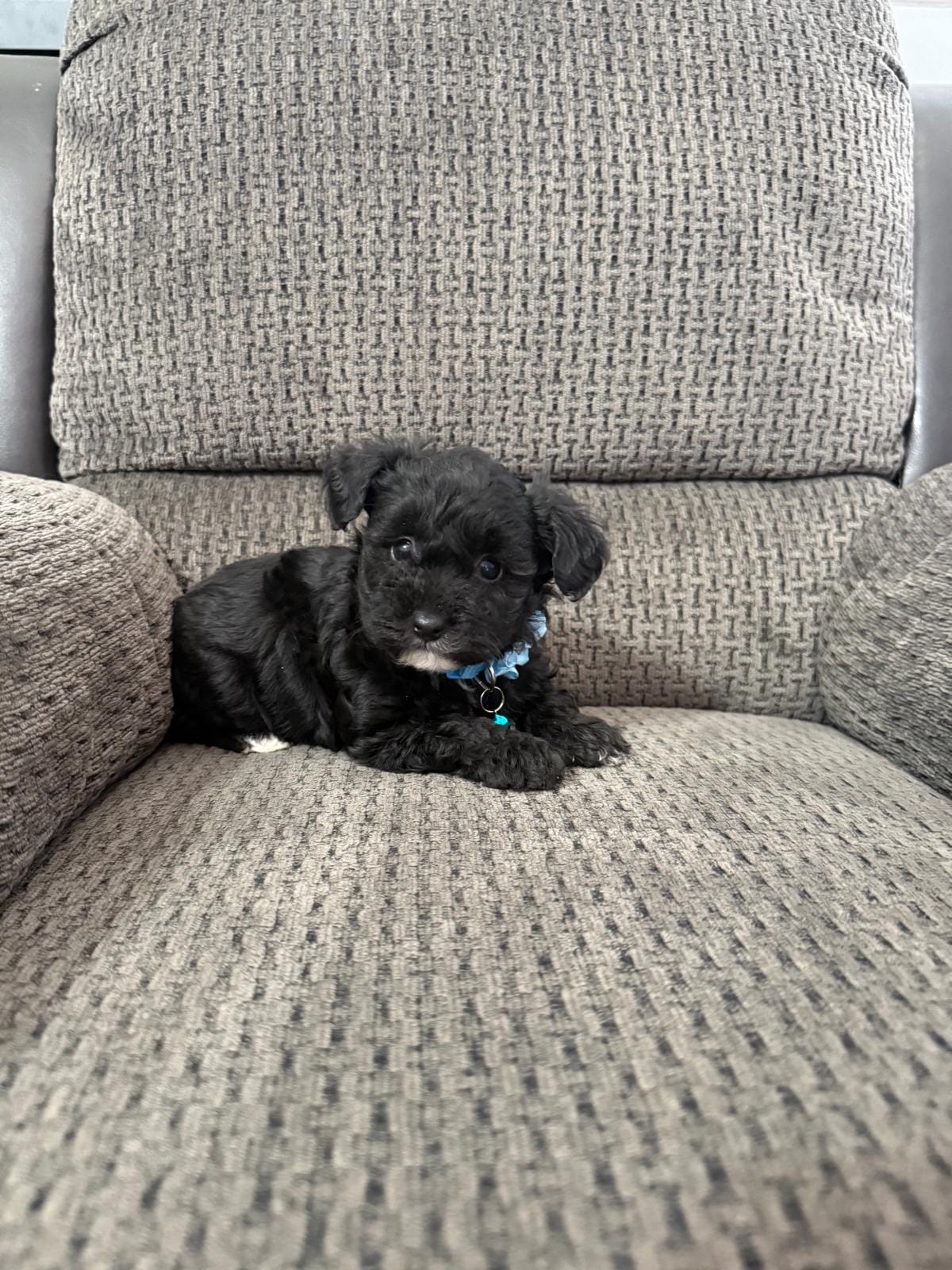 Bear – Yorkipoo puppy for sale in Jeffersonville, IN