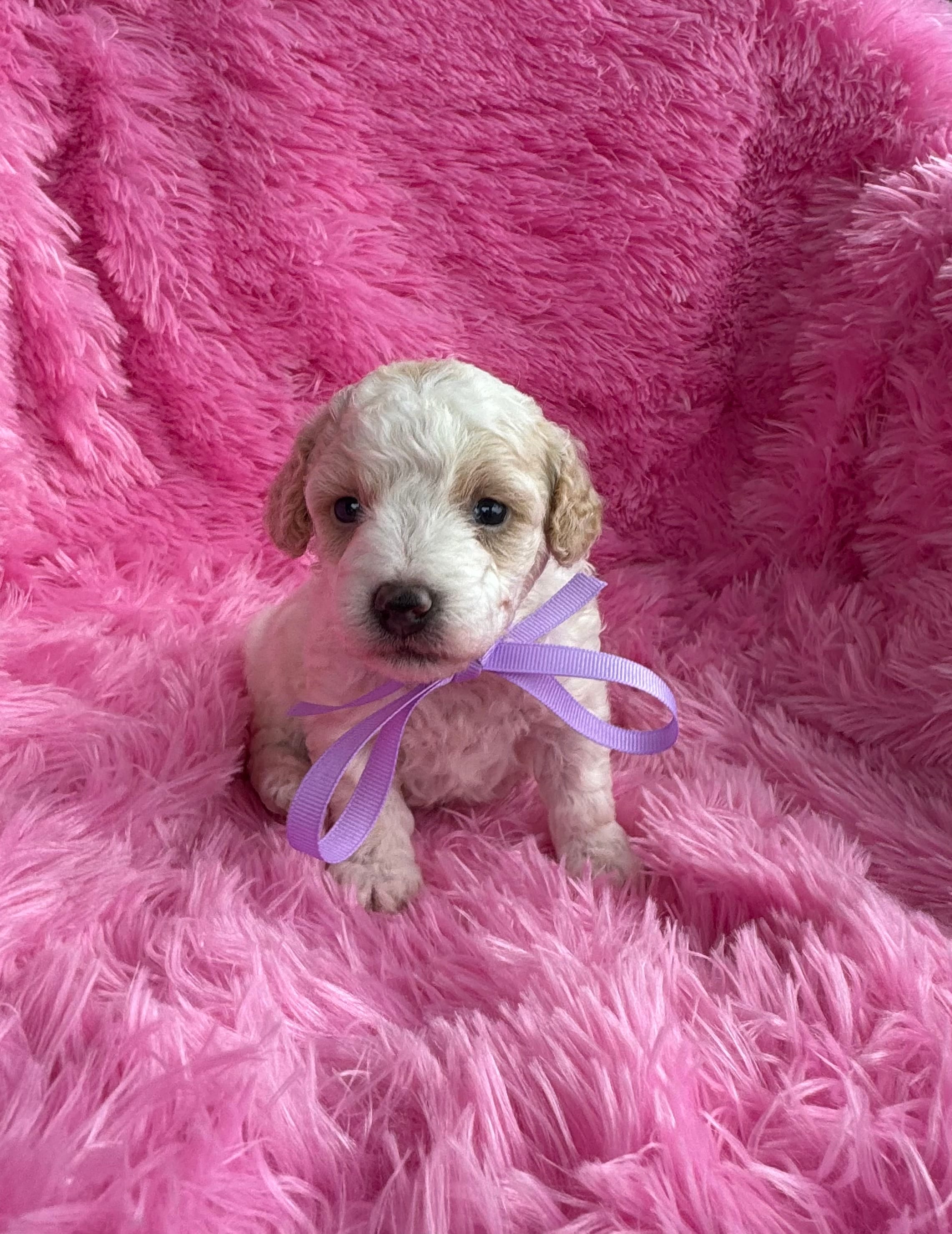 Mia – Poodle - Toy  puppy for sale in Jeffersonville, IN