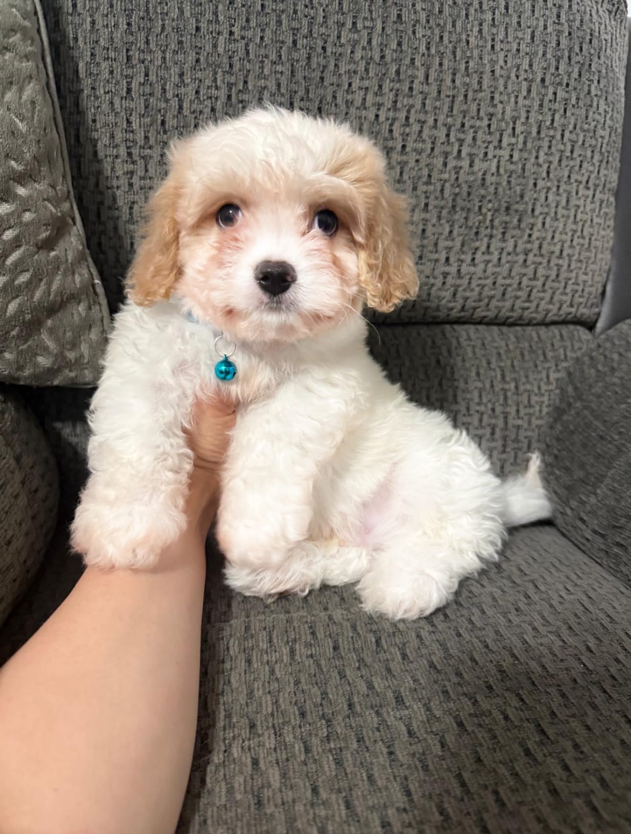Jerry – Cavapoo puppy for sale in Jeffersonville, IN