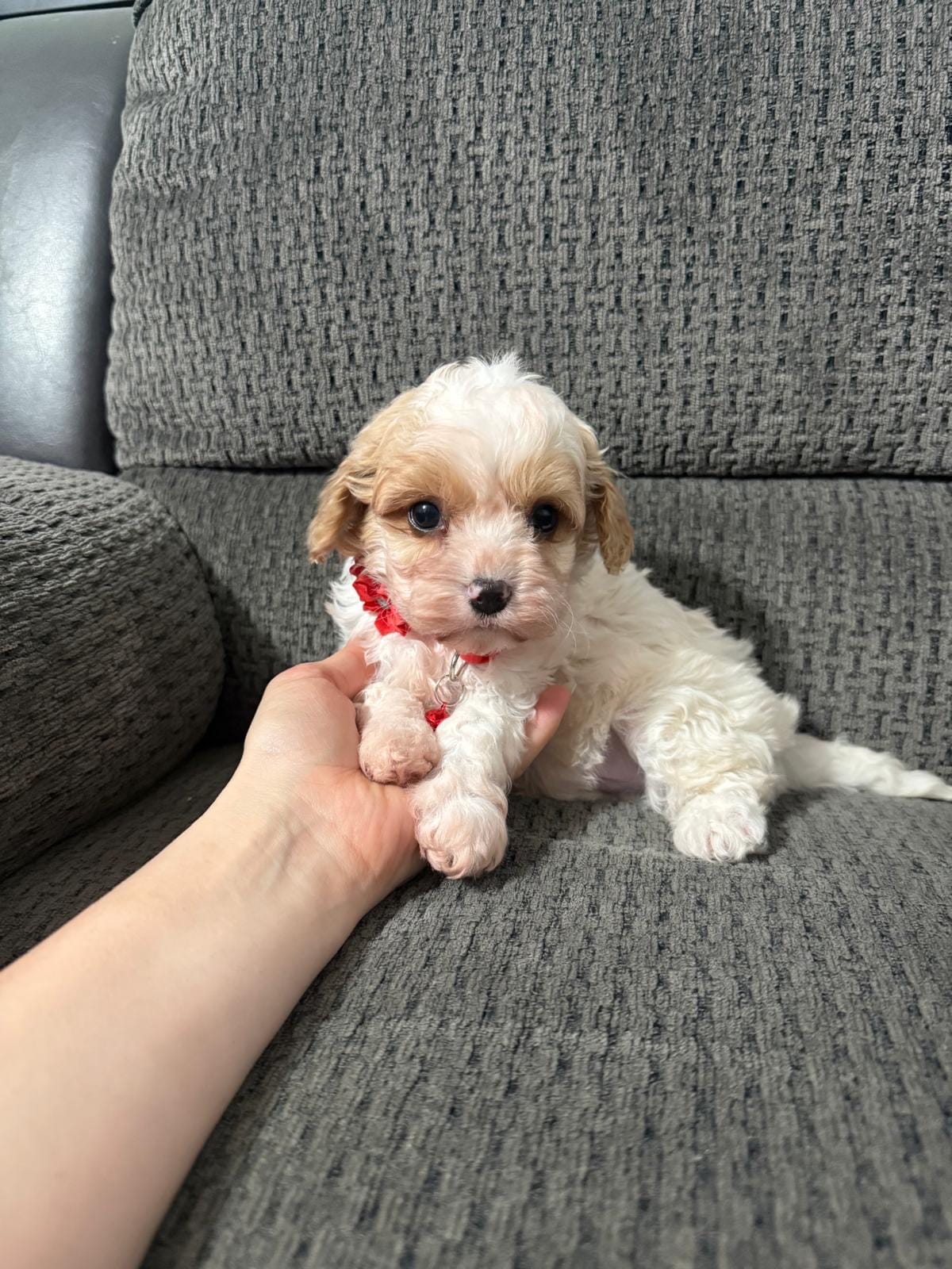 Maverick  – Cavapoo puppy for sale in Jeffersonville, IN