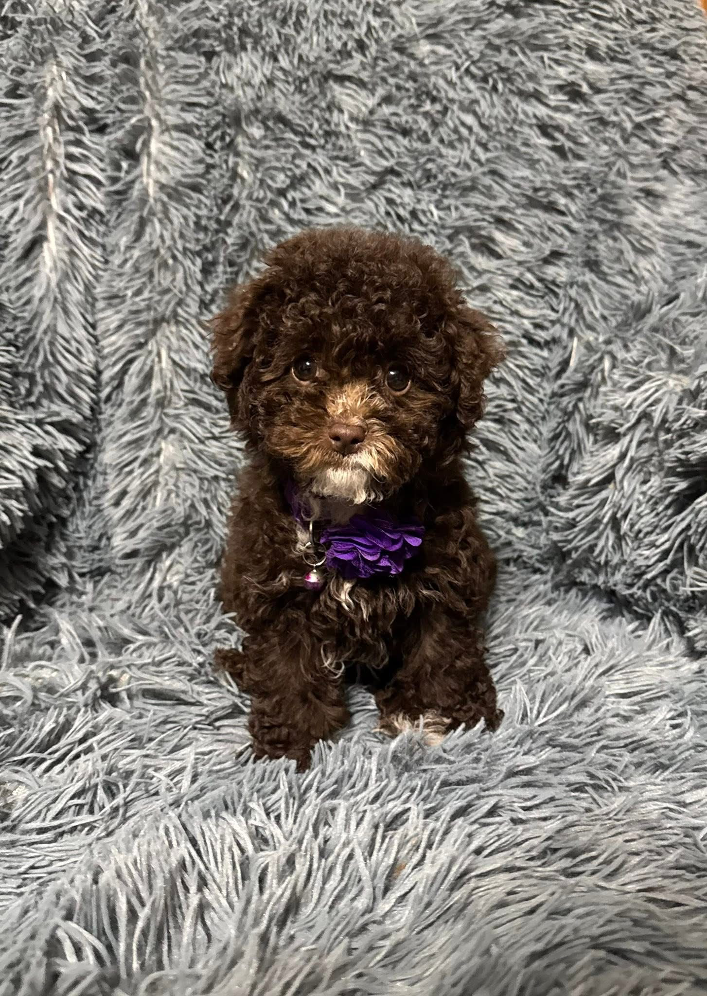 Juliette – Cavapoo puppy for sale in Jeffersonville, IN