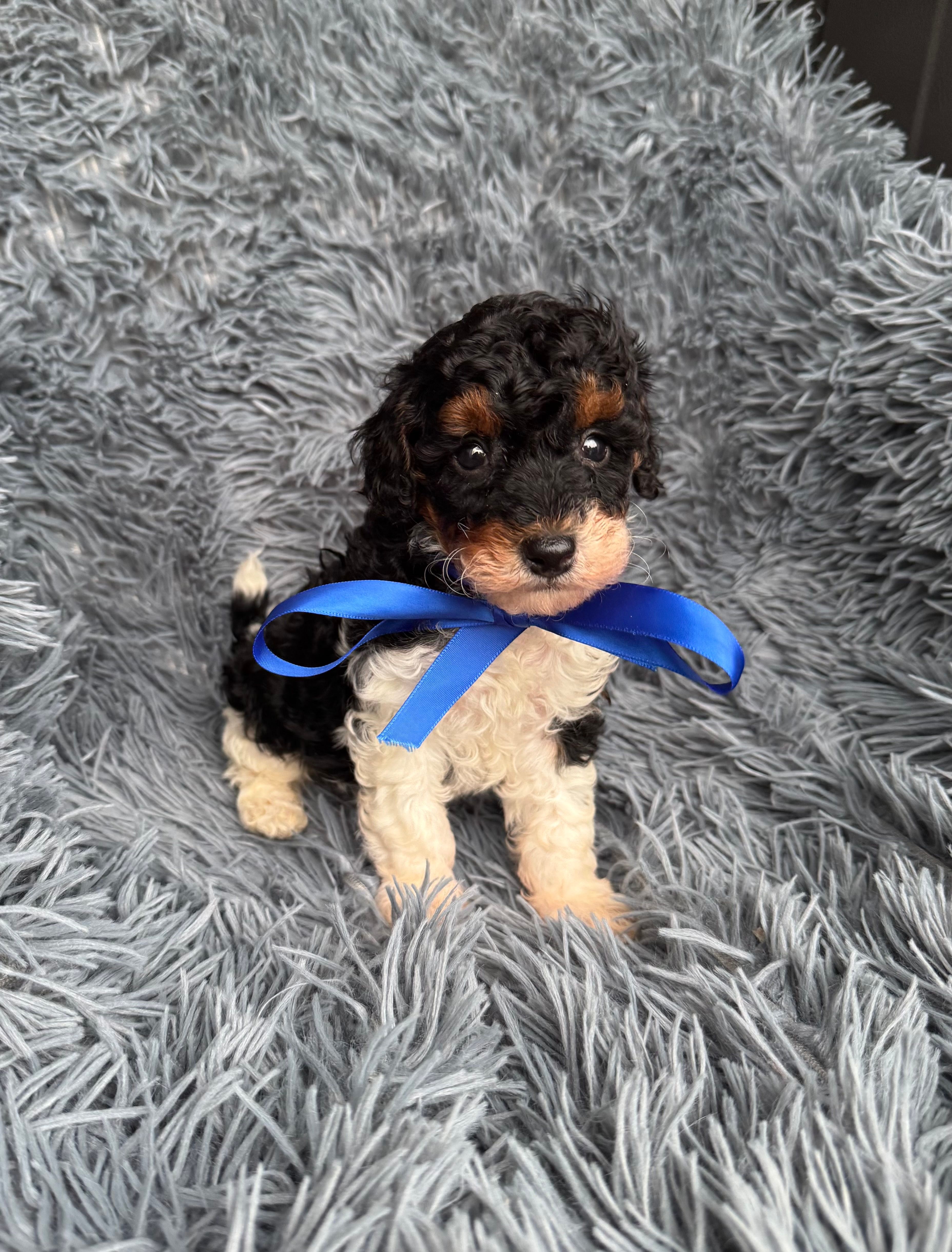 Evan – Poodle - Toy  puppy for sale in Jeffersonville, IN