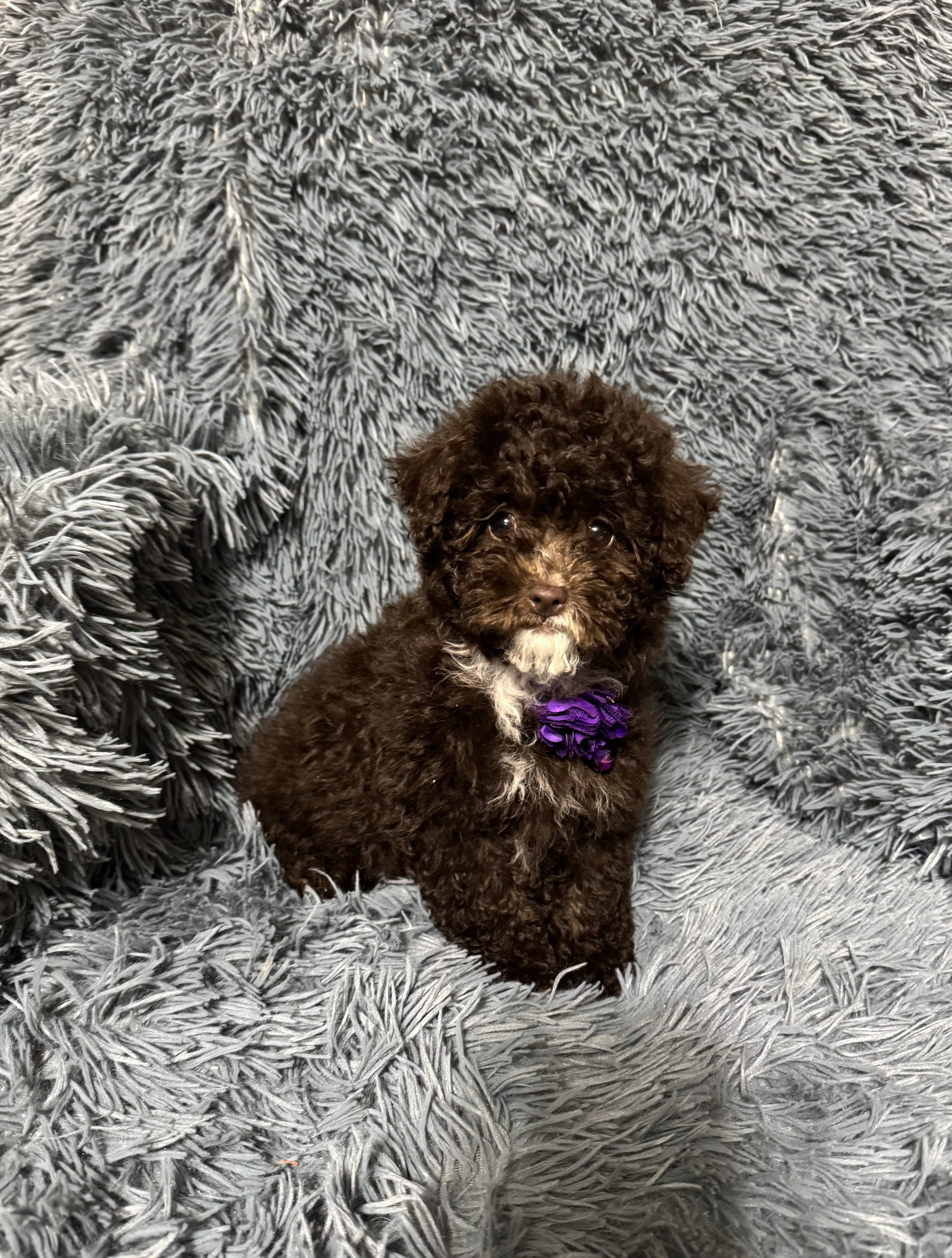 Juliette – Cavapoo puppy for sale in Jeffersonville, IN