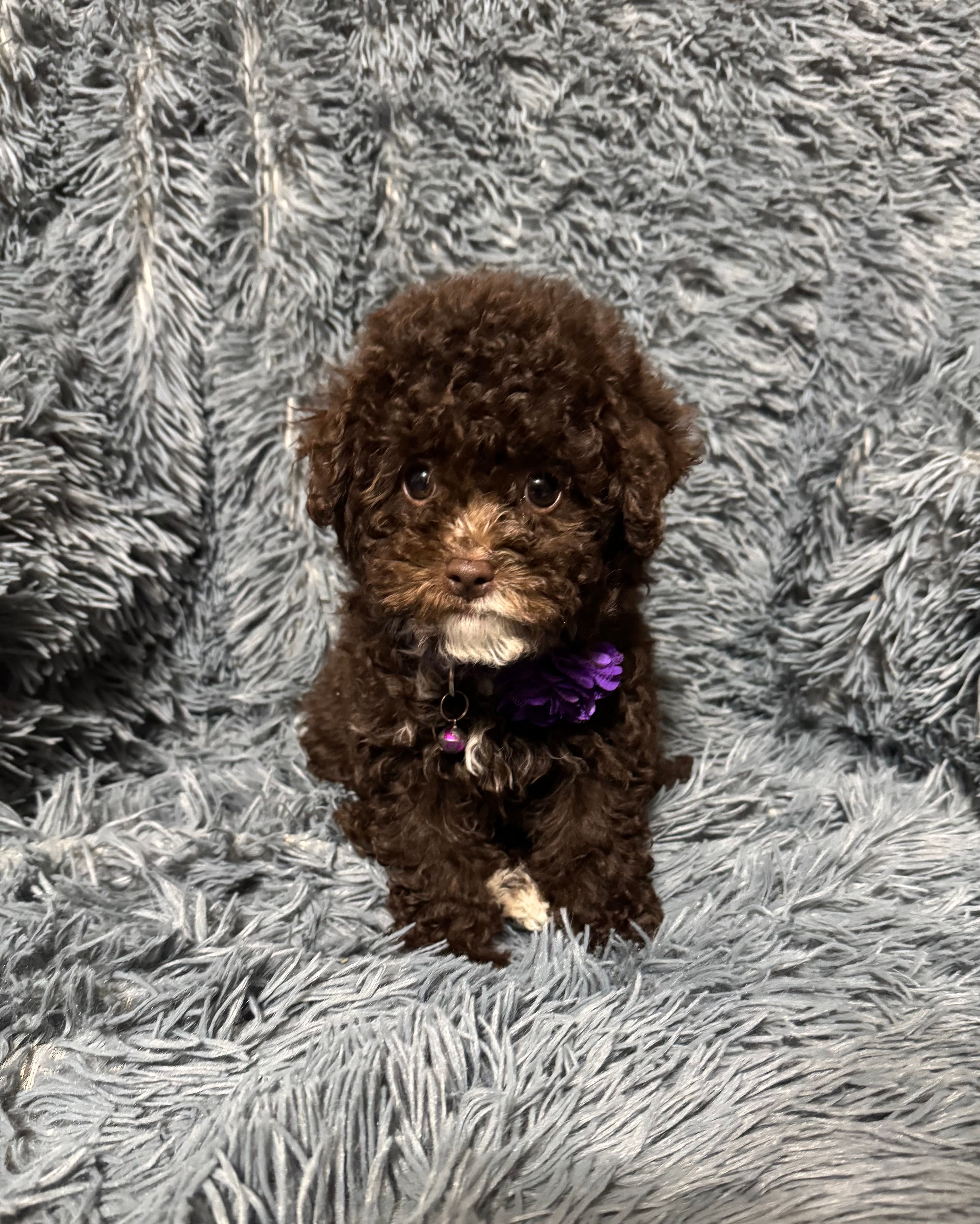 Juliette – Cavapoo puppy for sale in Jeffersonville, IN