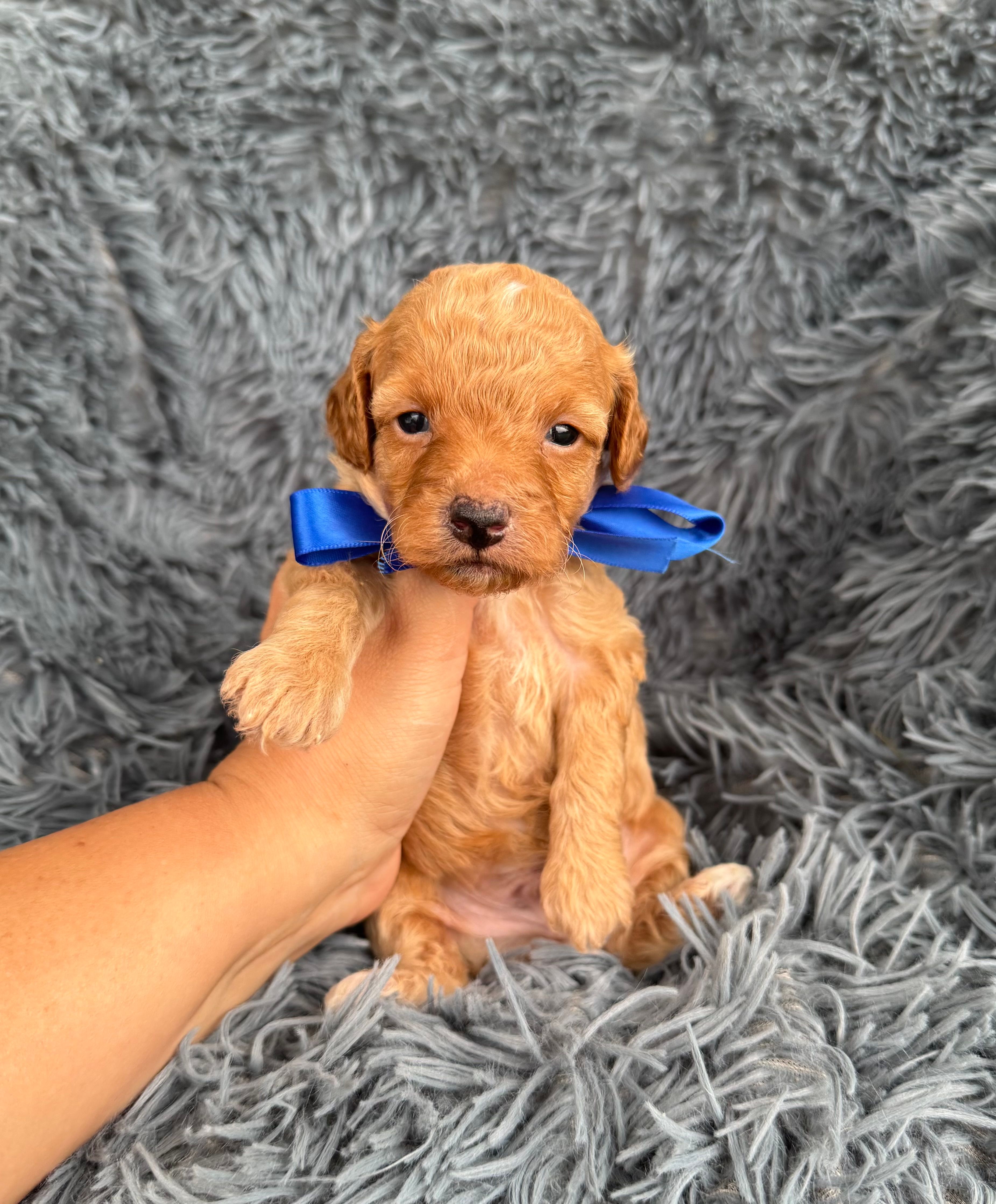 Albert – Poodle - Toy  puppy for sale in Jeffersonville, IN