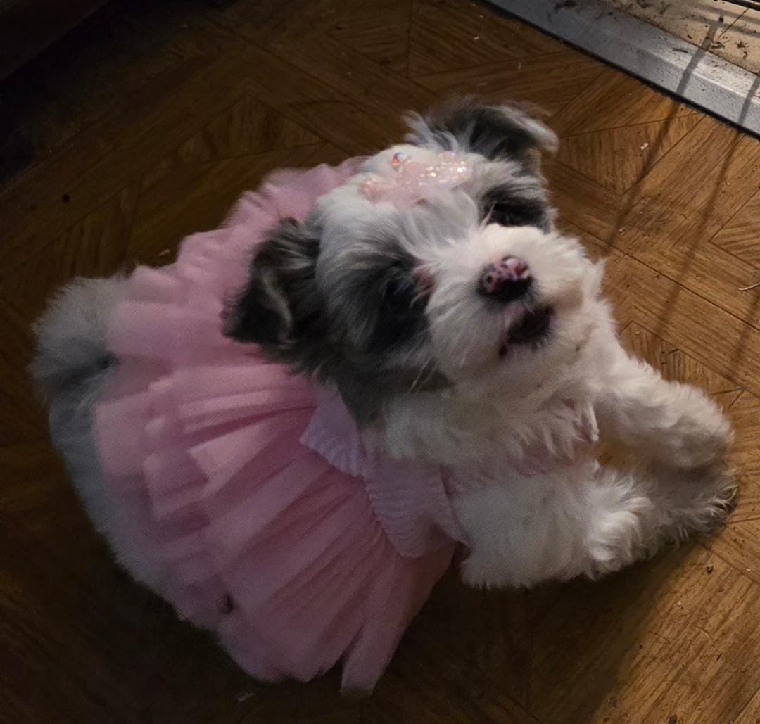 Bella – Yorkipoo puppy for sale in Springfield, OH