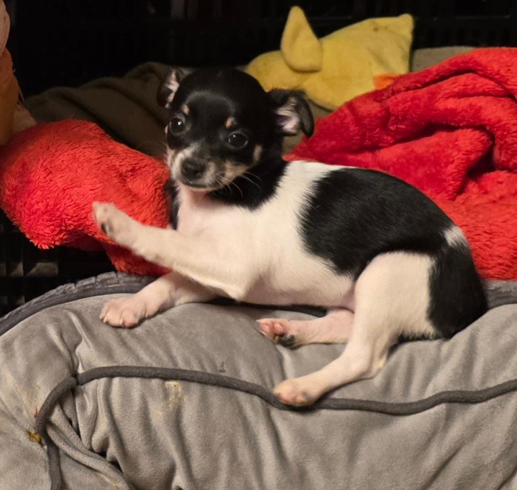 ANNIE – Chihuahua puppy for sale in Springfield, OH