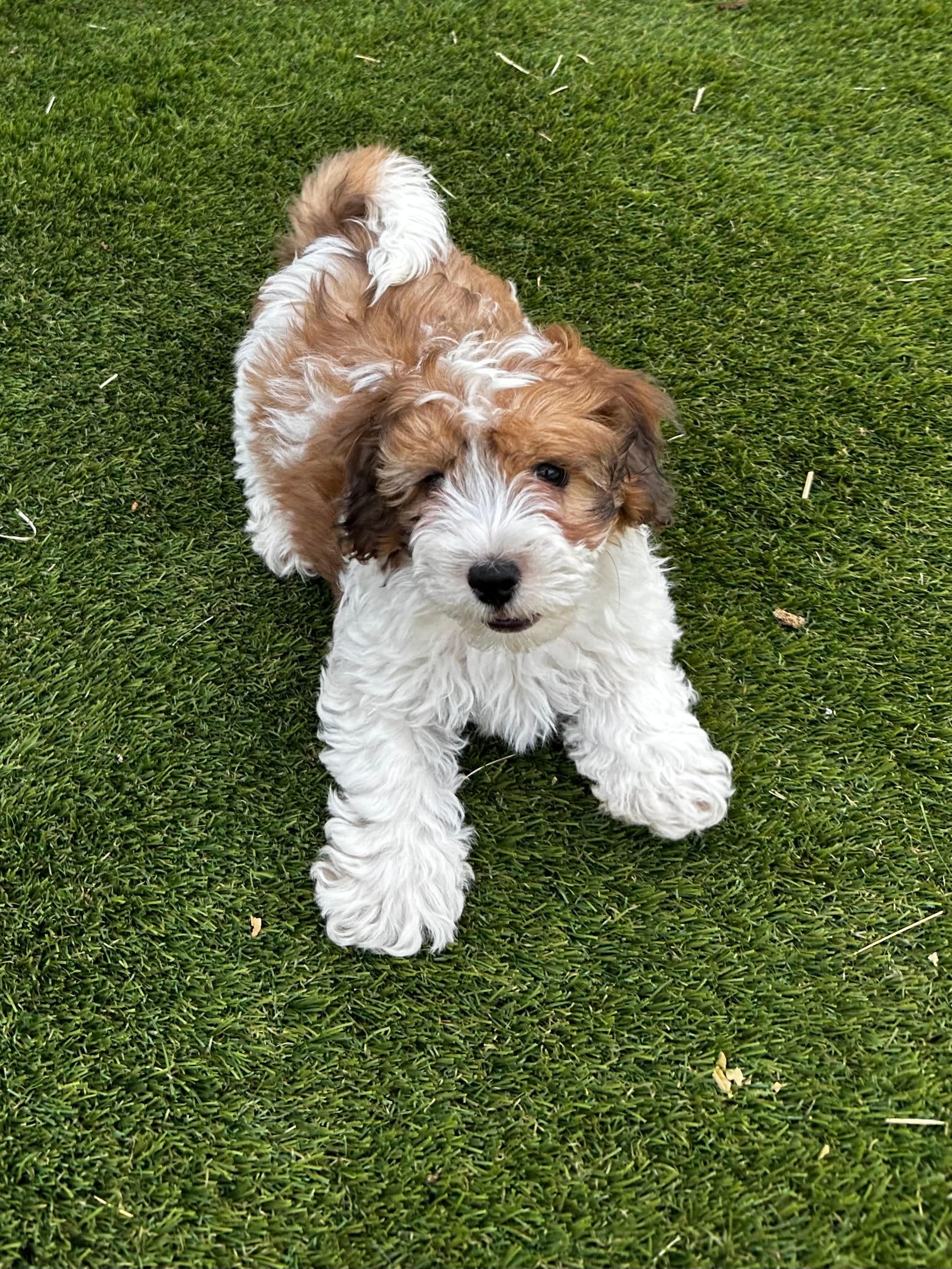 Rougie the Maltipoo 🖤  – Maltipoo puppy for sale in Phoenix, AZ
