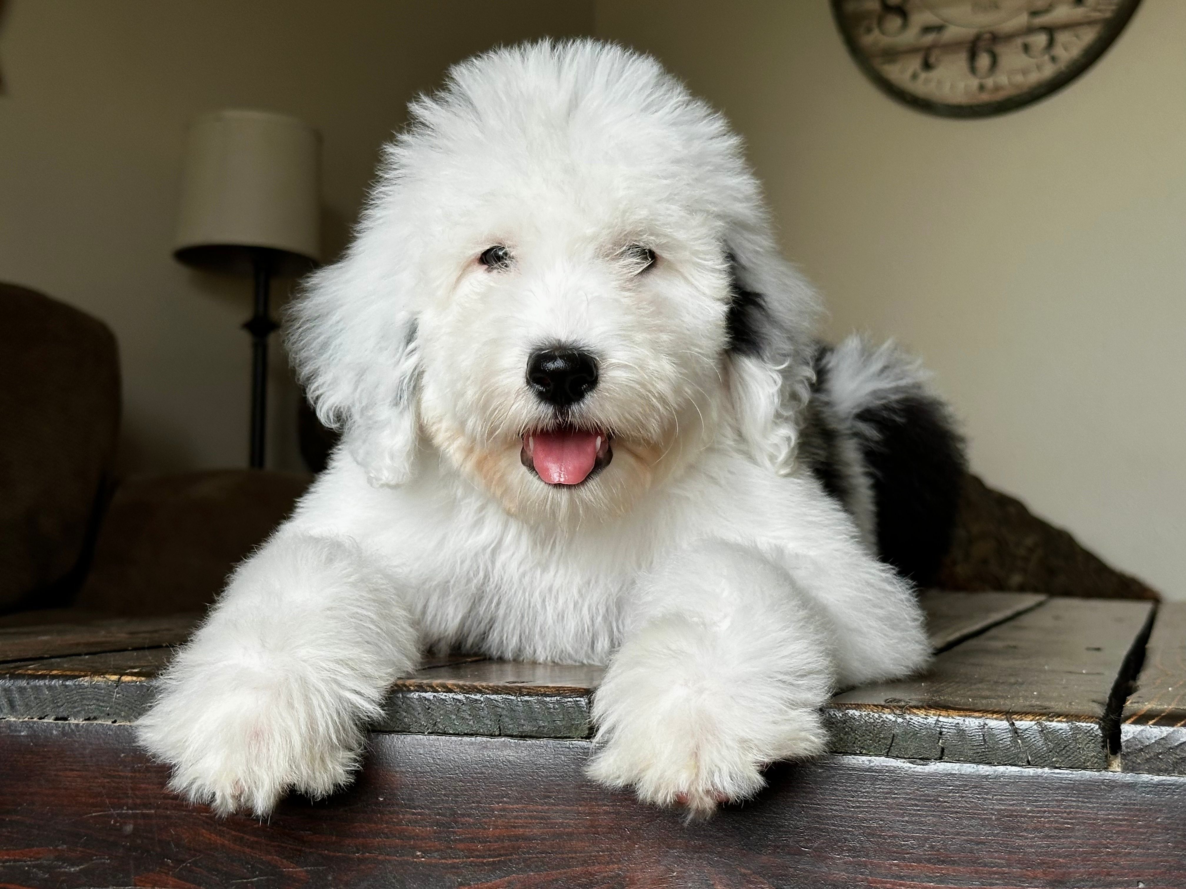 Female Sheepadoodle – Sheepadoodle puppy for sale in Phoenix, AZ