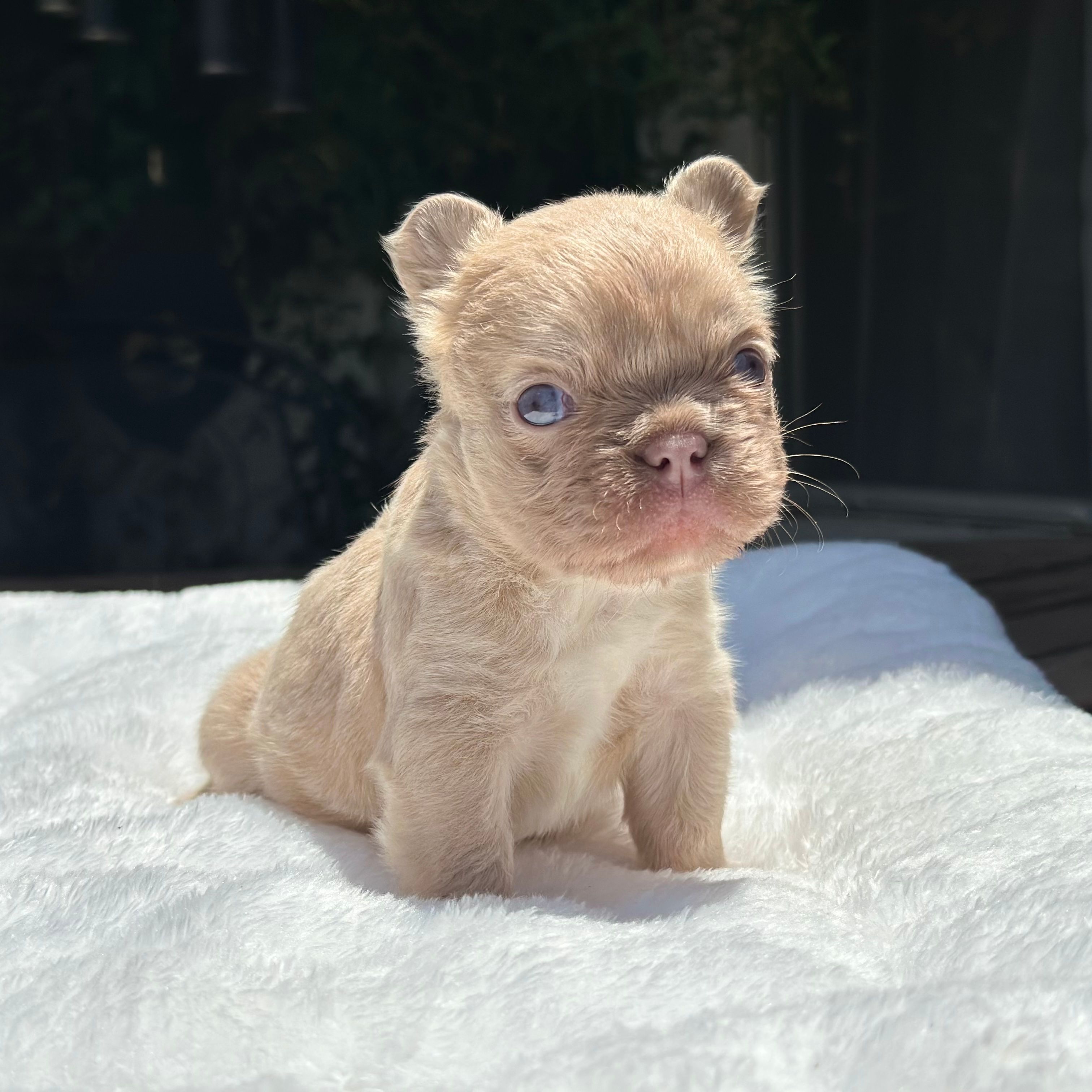 Fluffy New Shade Isabella Fawn – French Bulldog puppy for sale in Phoenix, AZ
