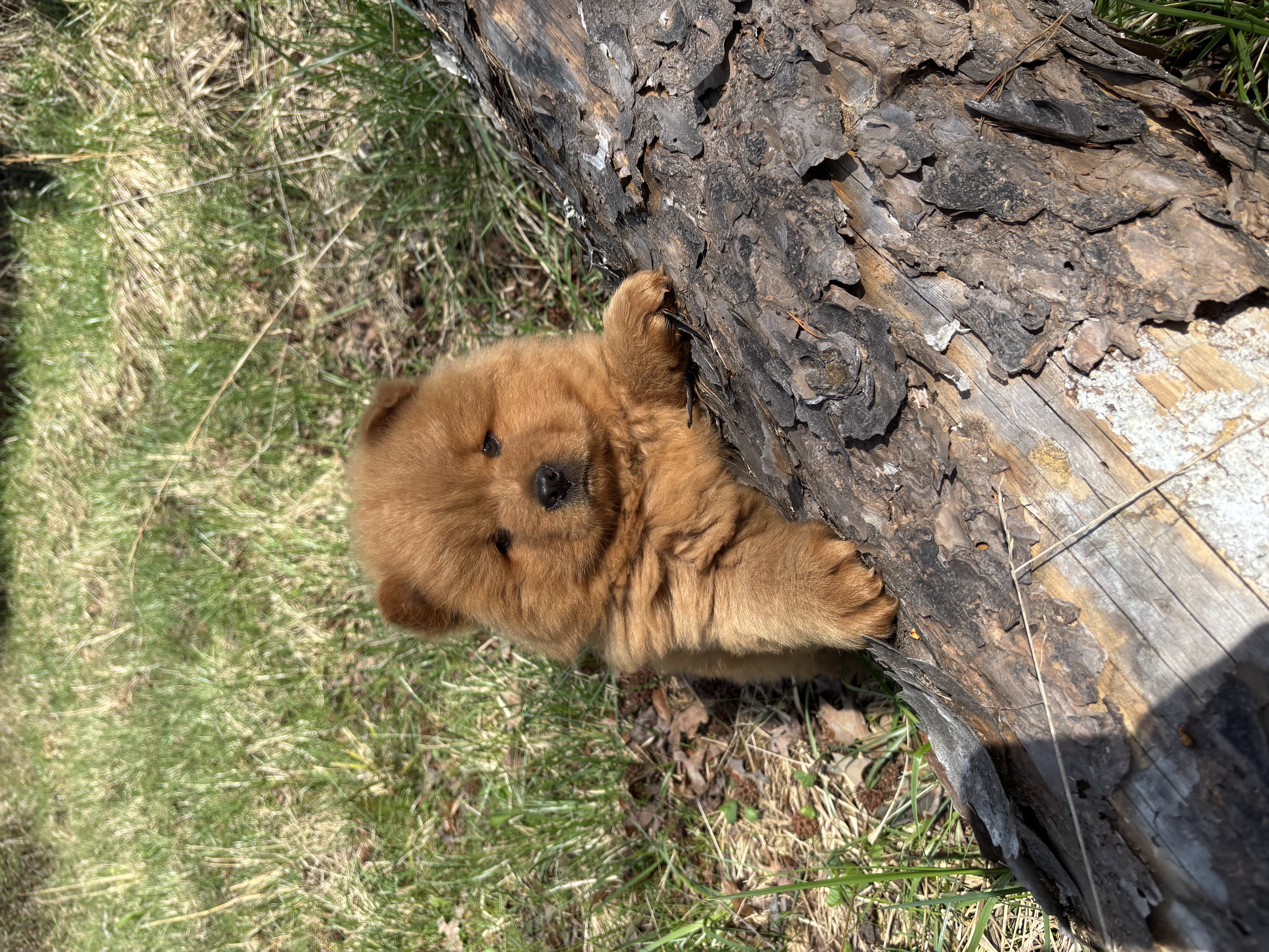 Shurly – Chow Chow puppy for sale in Knoxville, TN
