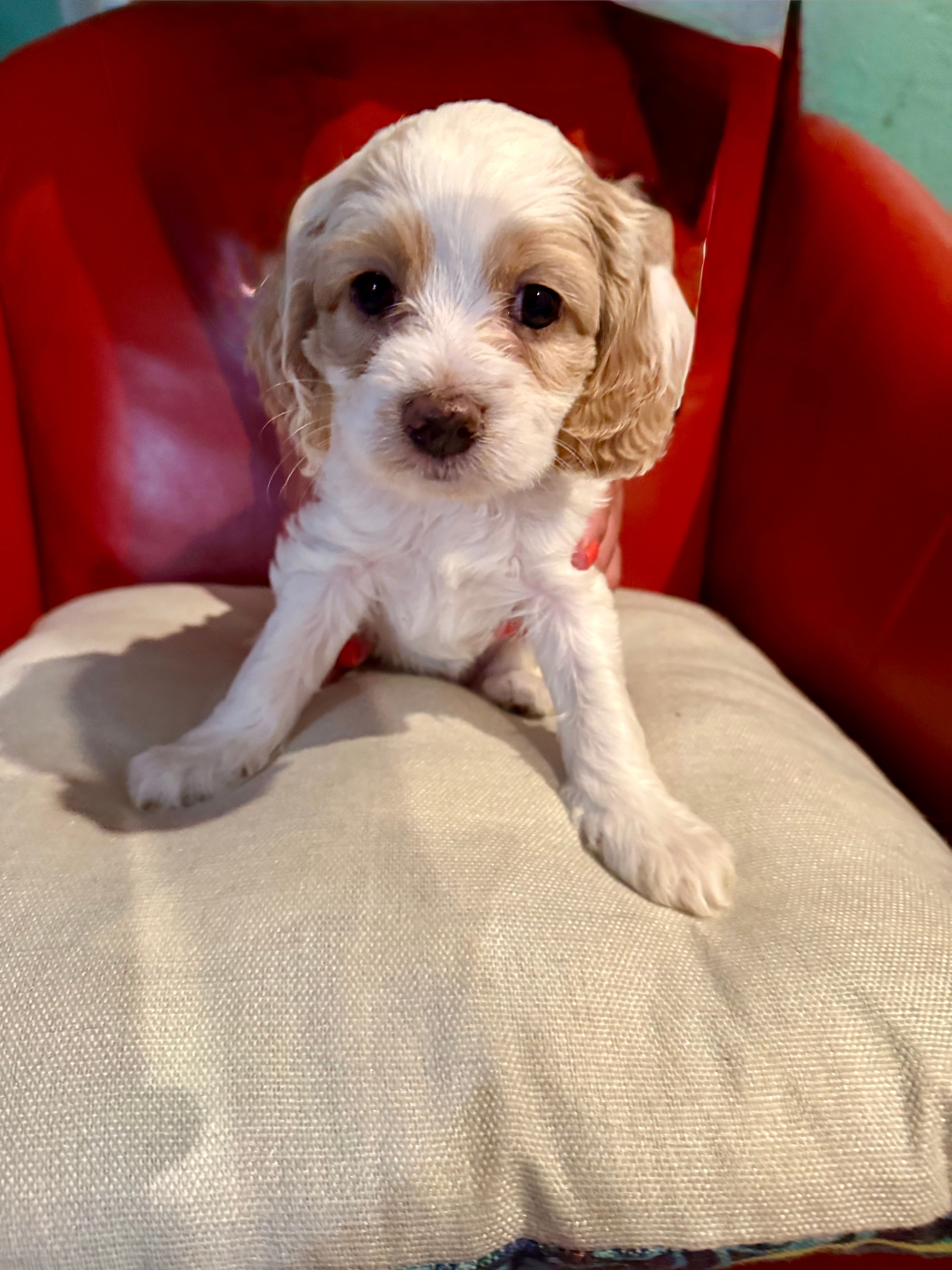 Bruiser – Cockapoo puppy for sale in Miami, FL