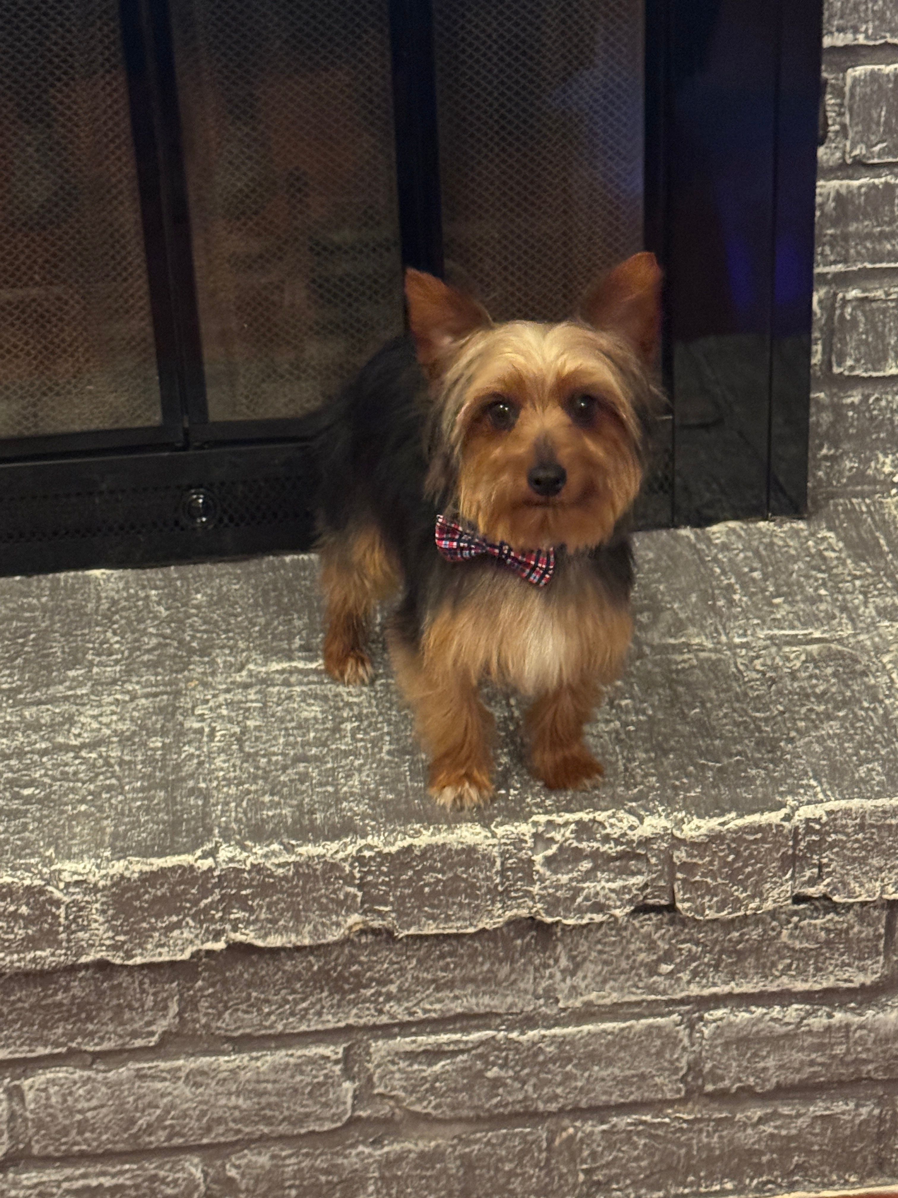 Miki – Yorkshire Terrier puppy for sale in Houston, TX