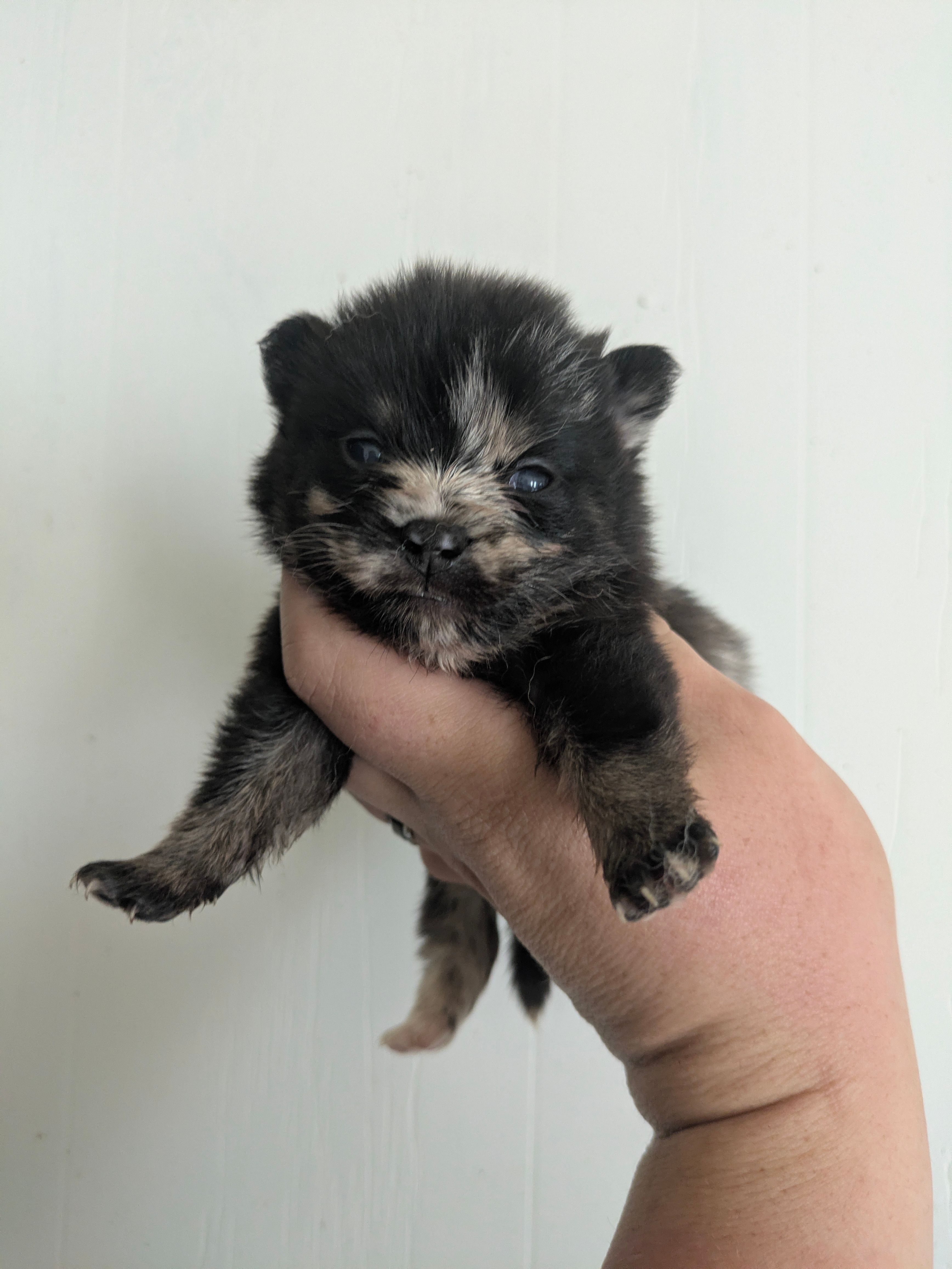 Steel ( toy size Merle ) – Pomsky puppy for sale in Little Rock, AR