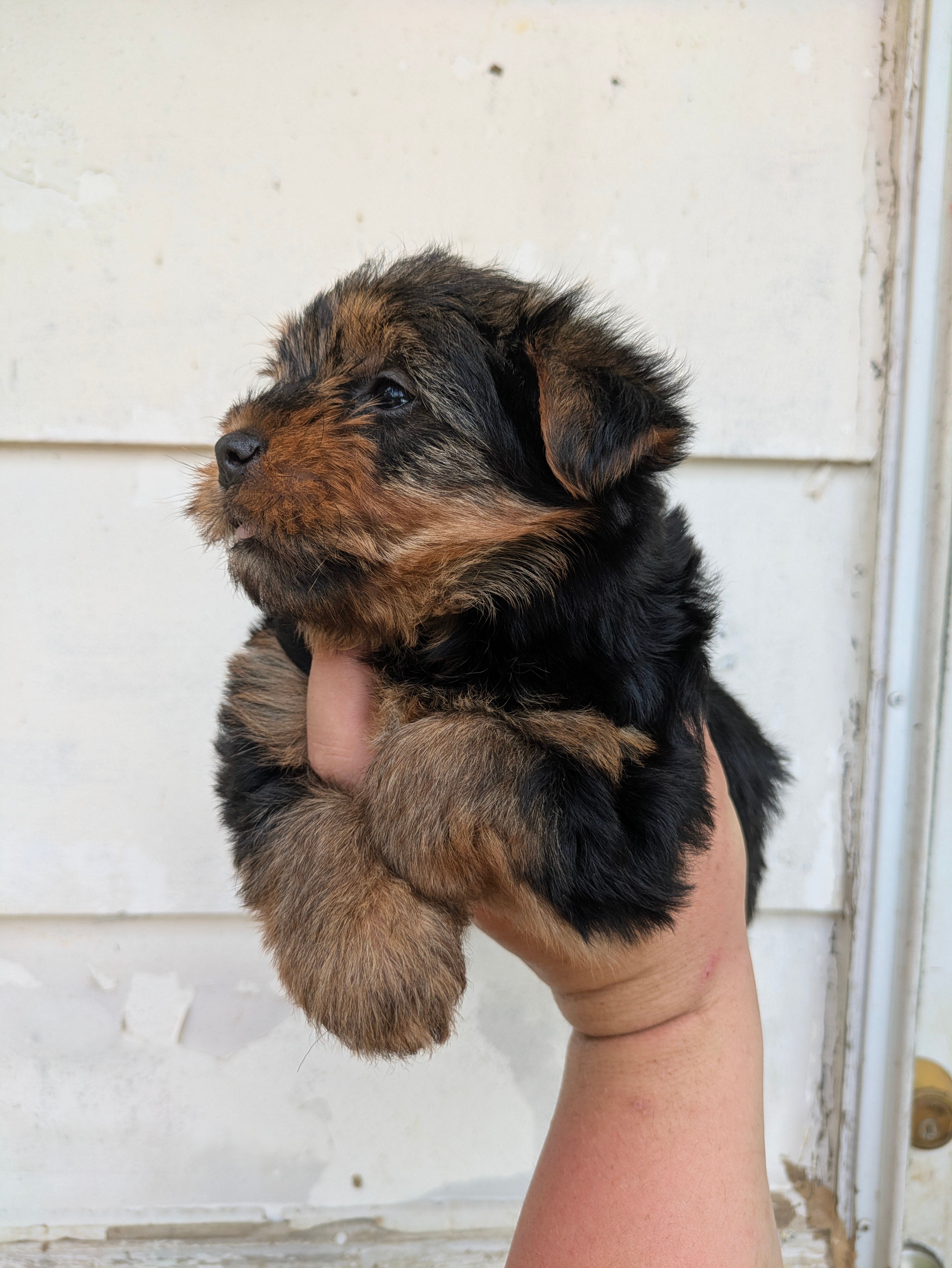 Piper " teddy bear coat " – Yorkshire Terrier puppy for sale in Little Rock, AR