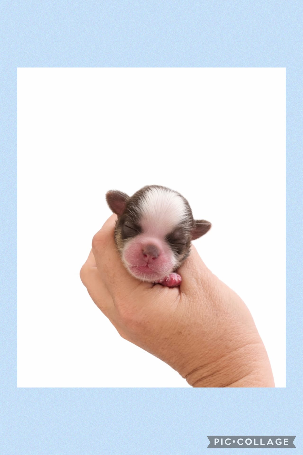 Light blue – Mal Shi puppy for sale in Ville Platte, LA