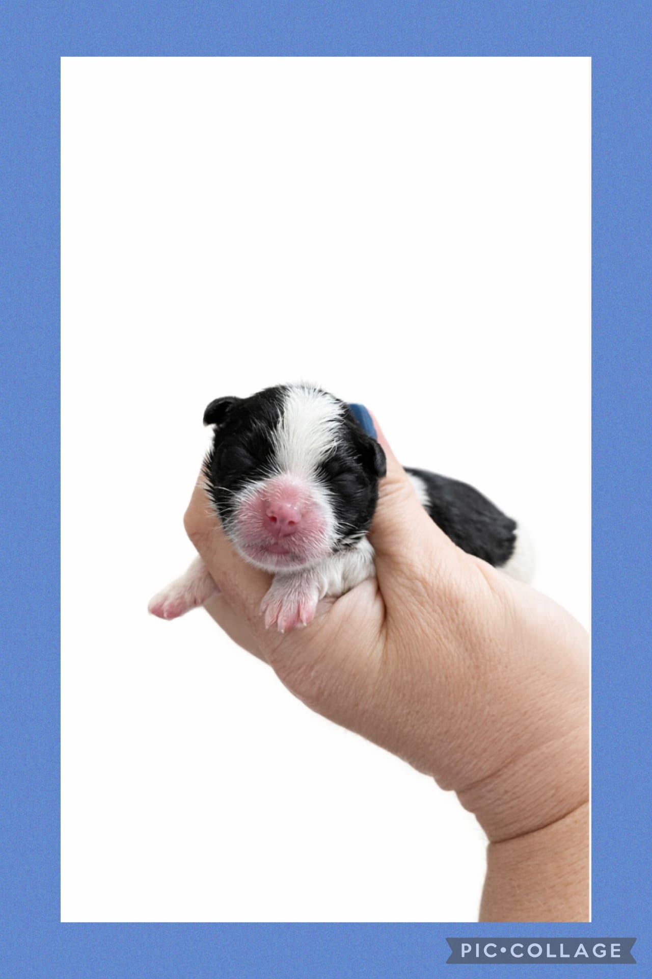 Male blue  – Mal Shi puppy for sale in Ville Platte, LA